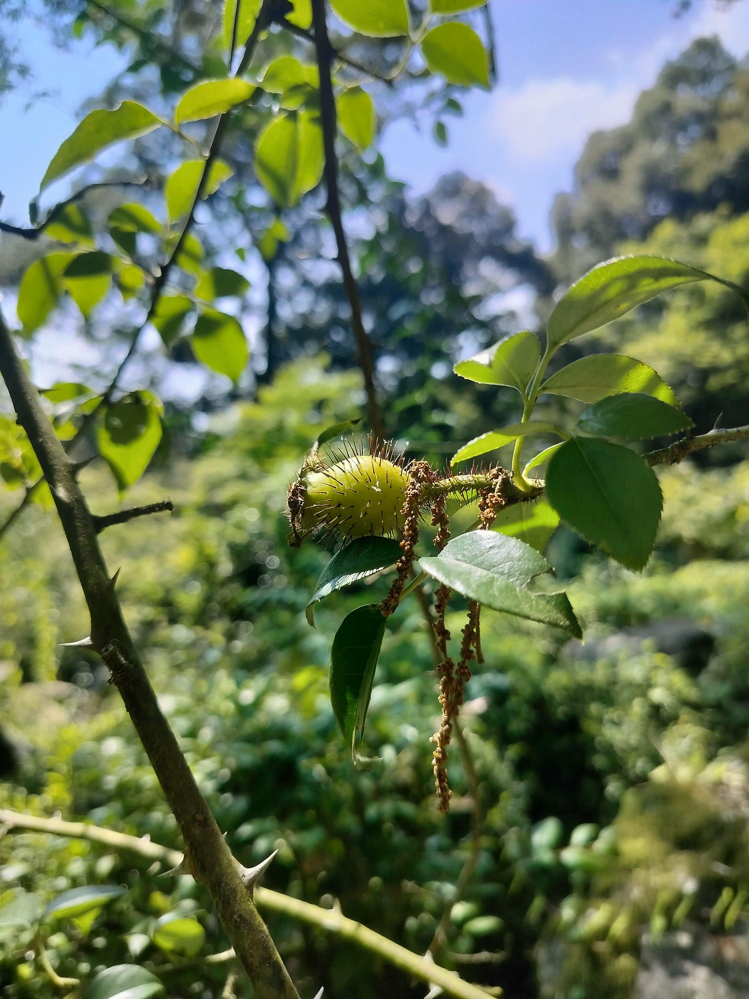 熊本餐廳┃山鹿市日輪寺「とき処 南無ナーム」精進料理食材細膩用心 座落池塘上 熊本素食 熊本自由行 - 第20張圖 熊本餐廳┃山鹿市日輪寺「とき処 南無ナーム」精進料理食材細膩用心 座落池塘上 熊本素食 熊本自由行