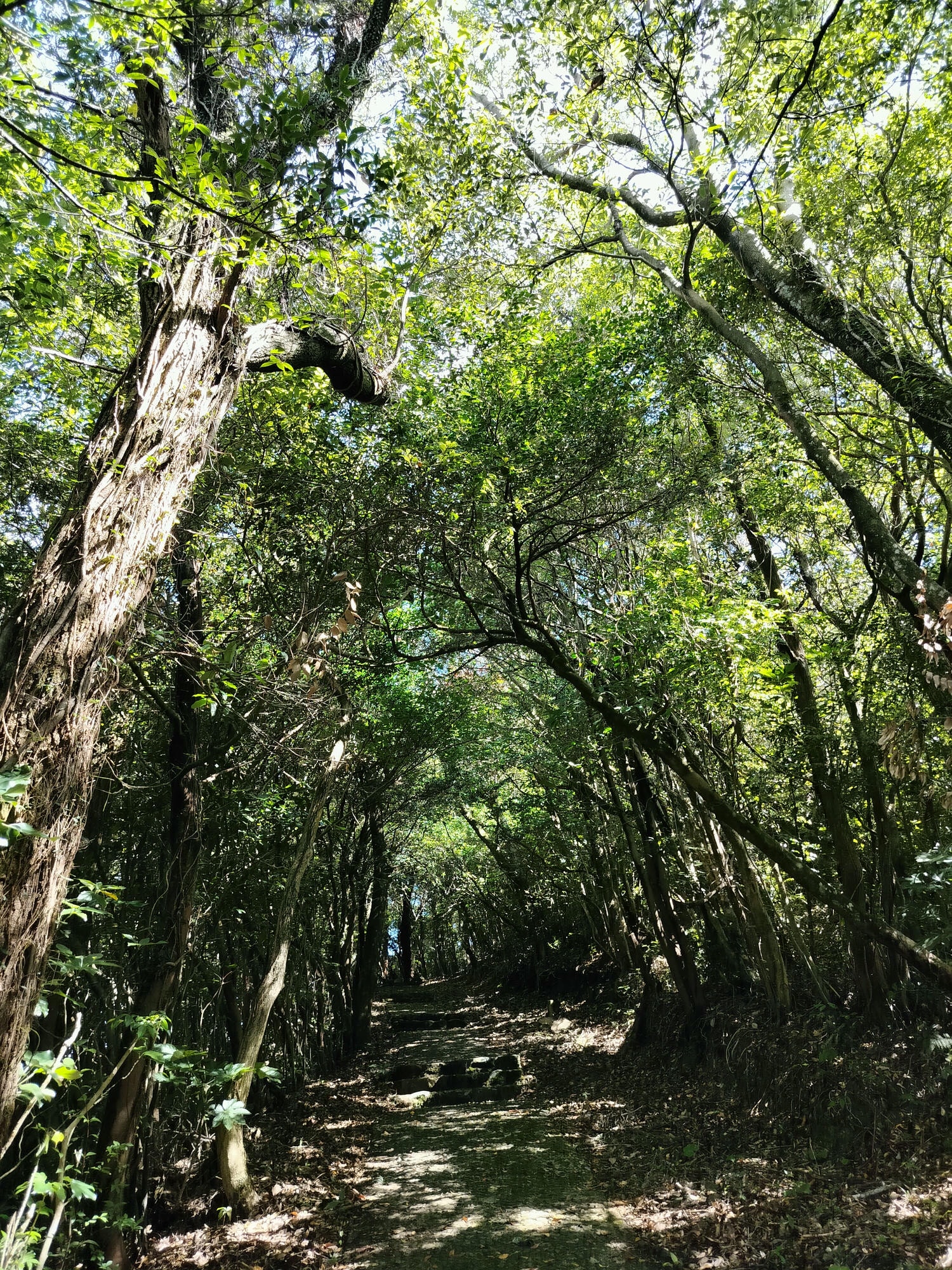 熊本天草景點┃天草倉岳神社 站上682米天空鳥居 鳥居天空一線絕景 天草自由行 天草自駕 天草打卡