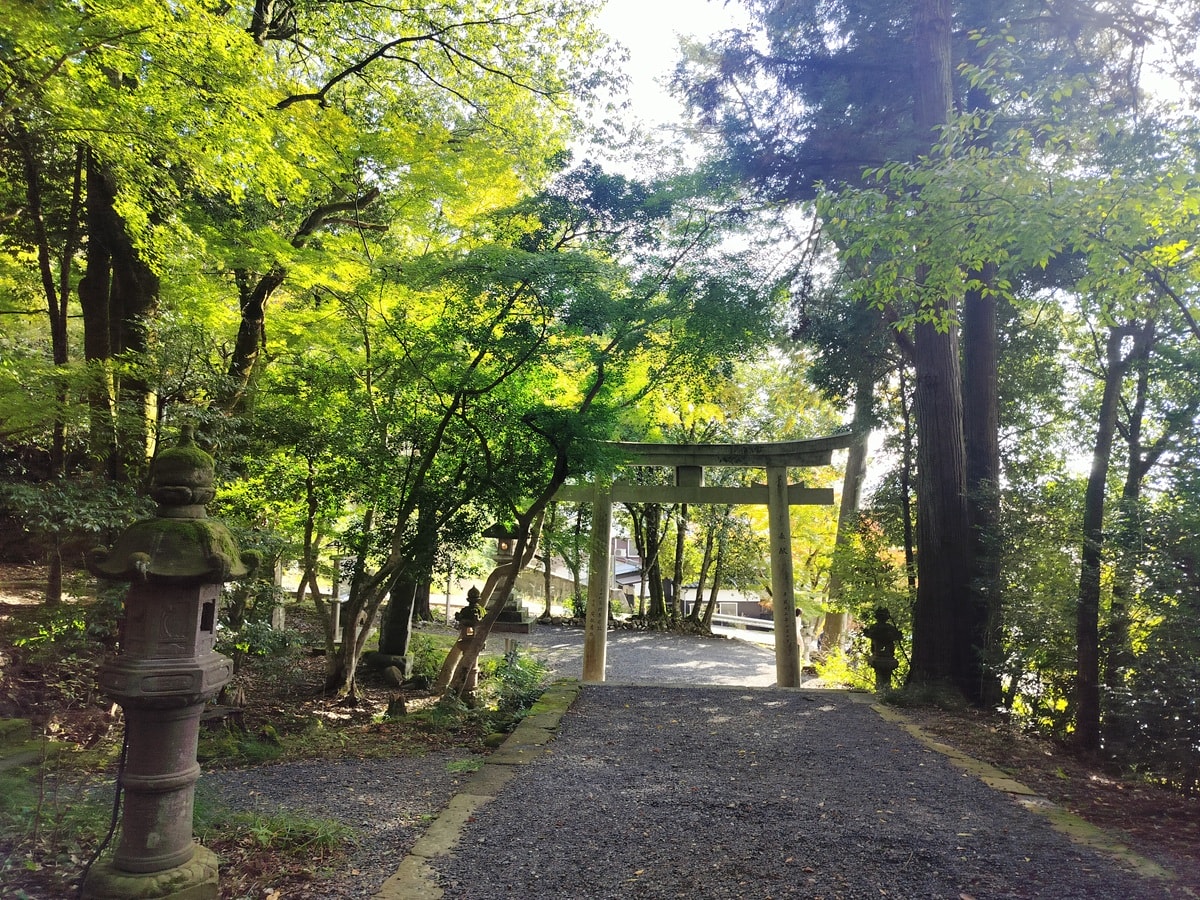 鳥取景點┃楓紅「宇倍神社」日本最早登上紙鈔的神社 生意興隆財運、八頭町「仁王堂大銀杏」600年樹齡 - 第13張圖 鳥取景點┃楓紅「宇倍神社」日本最早登上紙鈔的神社 生意興隆財運、八頭町「仁王堂大銀杏」600年樹齡