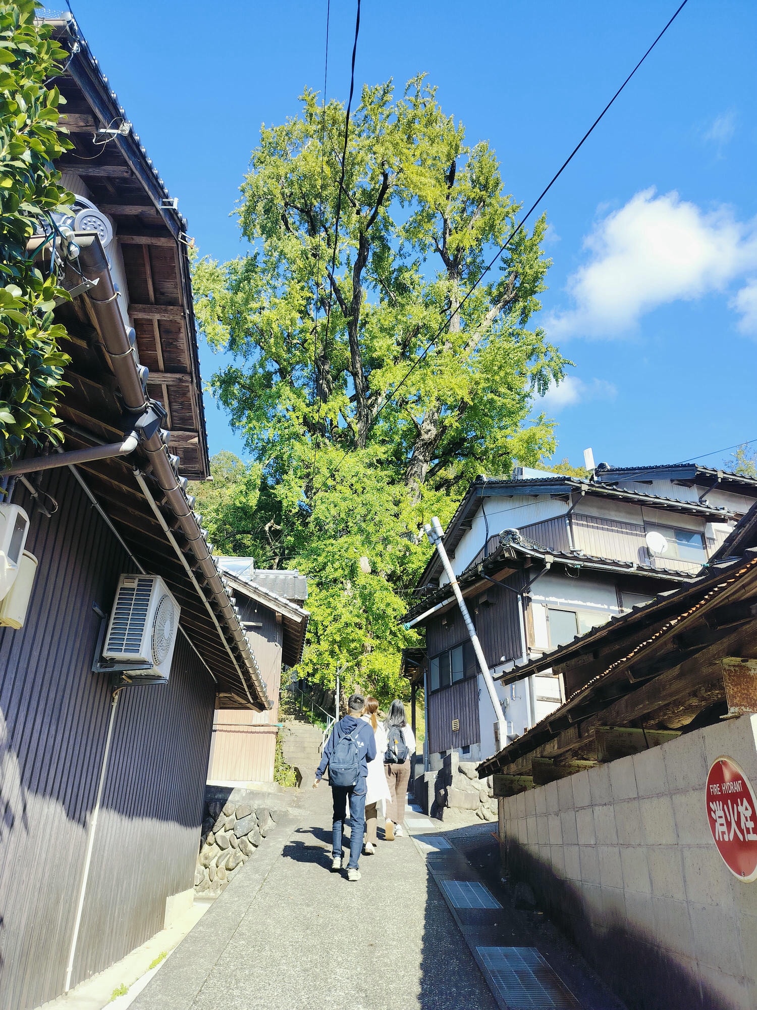 鳥取景點┃楓紅「宇倍神社」日本最早登上紙鈔的神社 生意興隆財運、八頭町「仁王堂大銀杏」600年樹齡 - 第14張圖 鳥取景點┃楓紅「宇倍神社」日本最早登上紙鈔的神社 生意興隆財運、八頭町「仁王堂大銀杏」600年樹齡