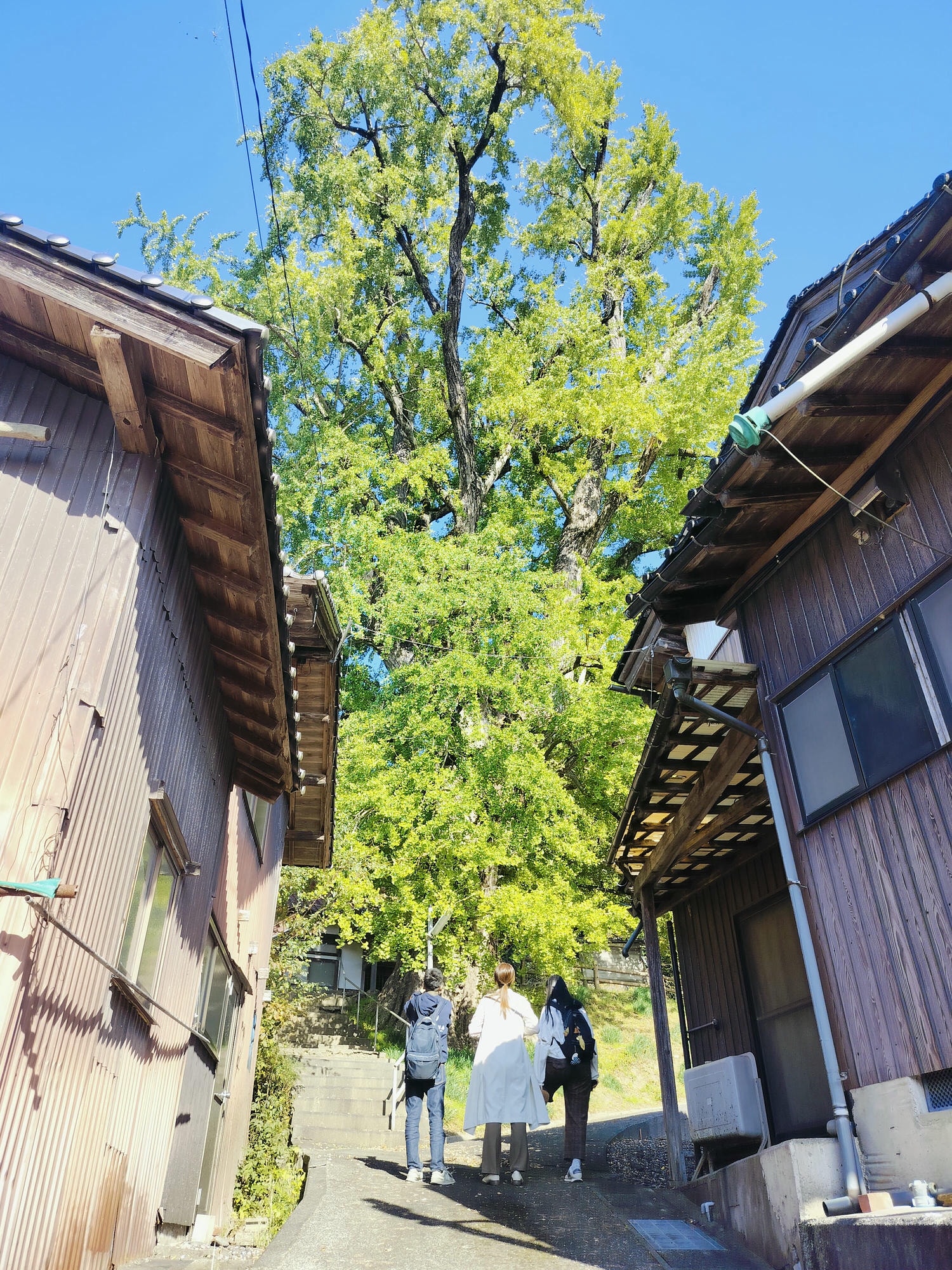 鳥取景點┃楓紅「宇倍神社」日本最早登上紙鈔的神社 生意興隆財運、八頭町「仁王堂大銀杏」600年樹齡 - 第15張圖 鳥取景點┃楓紅「宇倍神社」日本最早登上紙鈔的神社 生意興隆財運、八頭町「仁王堂大銀杏」600年樹齡