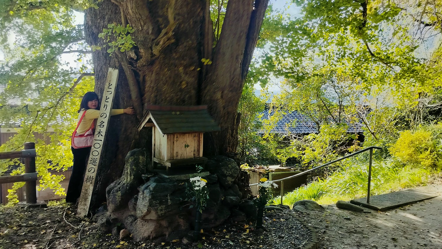 鳥取景點┃楓紅「宇倍神社」日本最早登上紙鈔的神社 生意興隆財運、八頭町「仁王堂大銀杏」600年樹齡 - 第16張圖 鳥取景點┃楓紅「宇倍神社」日本最早登上紙鈔的神社 生意興隆財運、八頭町「仁王堂大銀杏」600年樹齡