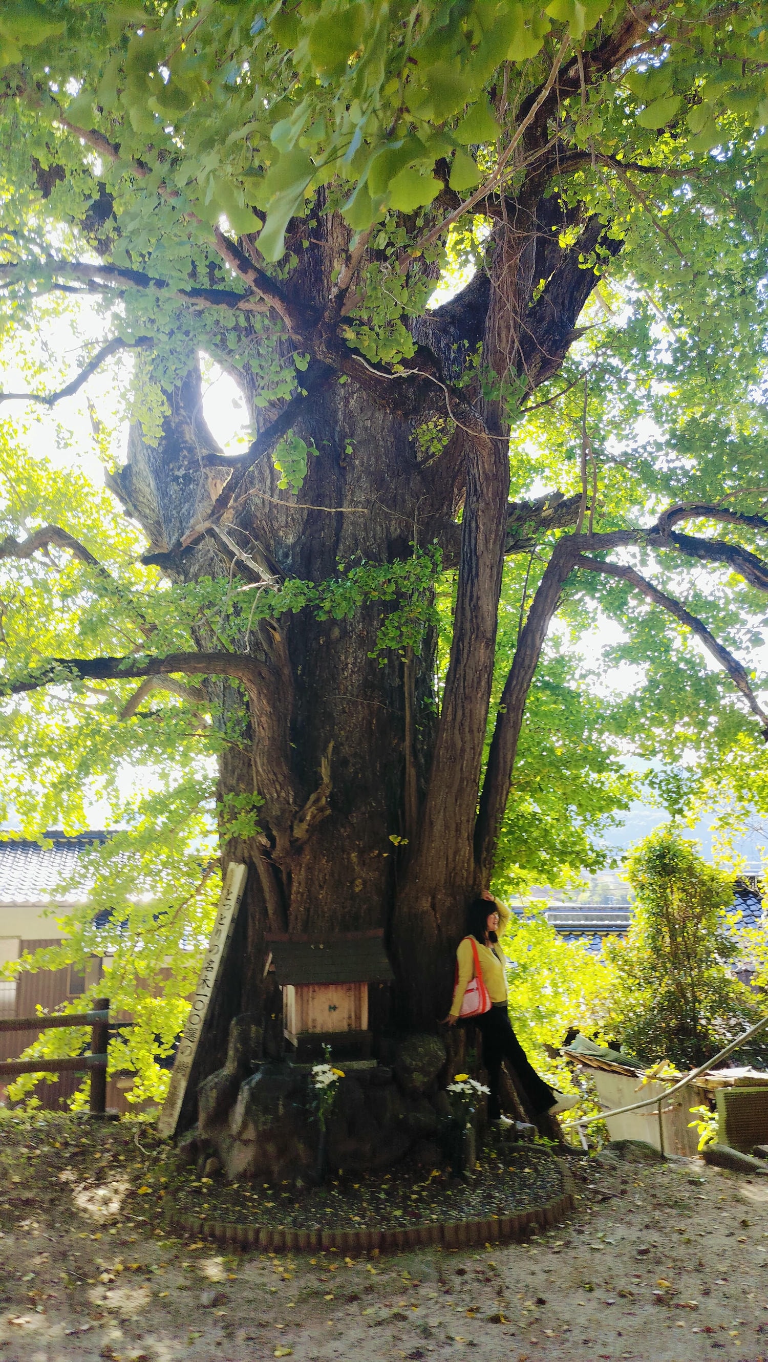鳥取景點┃楓紅「宇倍神社」日本最早登上紙鈔的神社 生意興隆財運、八頭町「仁王堂大銀杏」600年樹齡 - 第17張圖 鳥取景點┃楓紅「宇倍神社」日本最早登上紙鈔的神社 生意興隆財運、八頭町「仁王堂大銀杏」600年樹齡