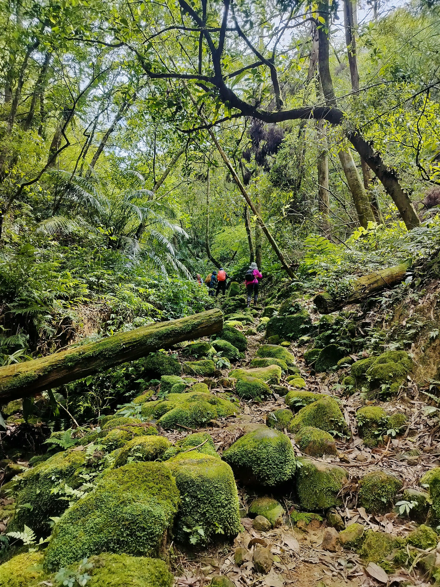 平溪線古道┃鐵道旅行 三貂嶺走到大華幼坑古道 近距離拍平溪線火車 雙腳感受山林和鐵道 - 第12張圖 平溪線古道┃鐵道旅行 三貂嶺走到大華幼坑古道 近距離拍平溪線火車 雙腳感受山林和鐵道