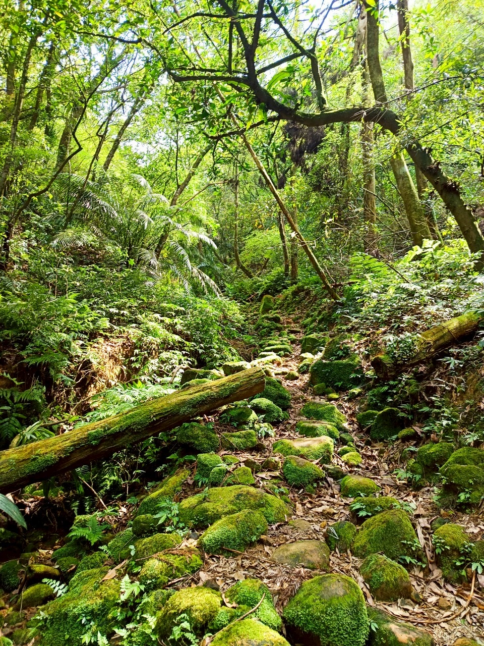 平溪線古道┃鐵道旅行 三貂嶺走到大華幼坑古道 近距離拍平溪線火車 雙腳感受山林和鐵道
