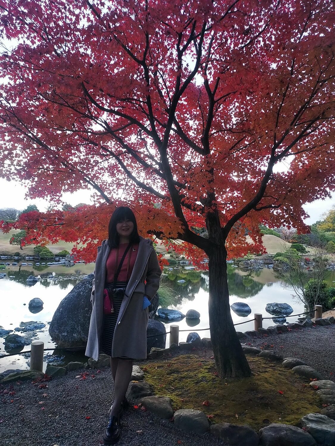 熊本市路面電車一日券┃水前寺/熊本城秋楓春櫻 熊本熊廣場 屋台村推天草大王 商店街藥粧COCOSA超市 半夜唐吉訶德