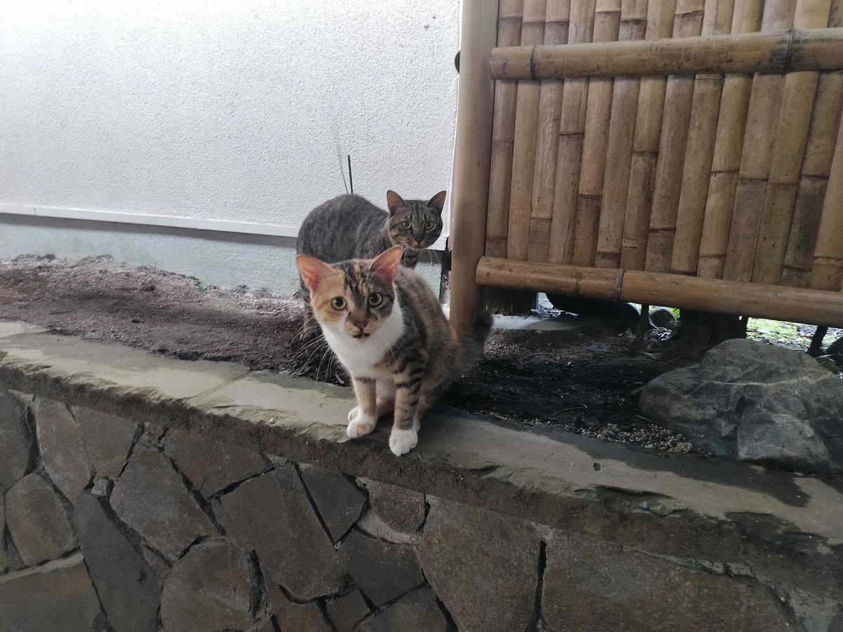熊本住宿南阿蘇┃一泊二食深山秘湯「竹樂亭」獨棟房露天天然溫泉 日式山居鴨貓共生 竹林星空 熊本自駕推薦住宿 - 第39張圖 熊本住宿南阿蘇┃一泊二食深山秘湯「竹樂亭」獨棟房露天天然溫泉 日式山居鴨貓共生 竹林星空 熊本自駕推薦住宿