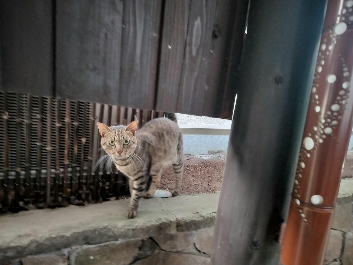 熊本住宿南阿蘇┃一泊二食深山秘湯「竹樂亭」獨棟房露天天然溫泉 日式山居鴨貓共生 竹林星空 熊本自駕推薦住宿 - 第40張圖 熊本住宿南阿蘇┃一泊二食深山秘湯「竹樂亭」獨棟房露天天然溫泉 日式山居鴨貓共生 竹林星空 熊本自駕推薦住宿