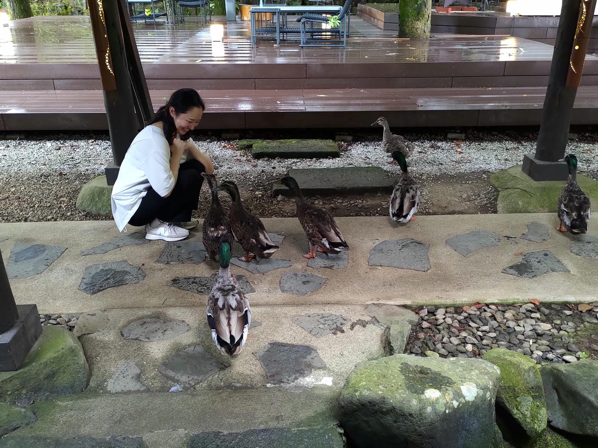 熊本住宿南阿蘇┃一泊二食深山秘湯「竹樂亭」獨棟房露天天然溫泉 日式山居鴨貓共生 竹林星空 熊本自駕推薦住宿 - 第41張圖 熊本住宿南阿蘇┃一泊二食深山秘湯「竹樂亭」獨棟房露天天然溫泉 日式山居鴨貓共生 竹林星空 熊本自駕推薦住宿