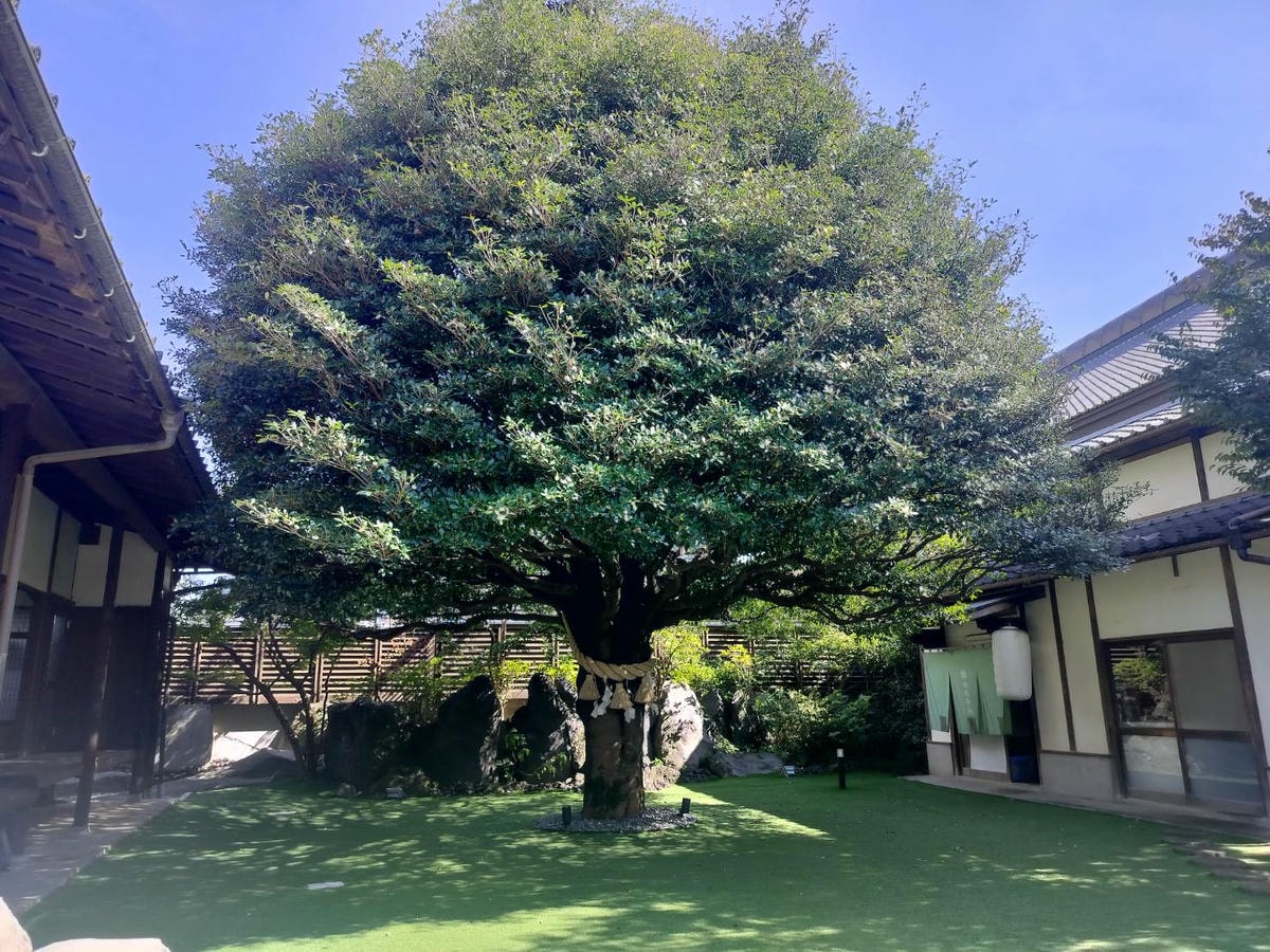 熊本市餐廳┃豪商宅邸古民家「神水茶寮」跳躍進化和食驚豔美味 百年神木豎立幸福 電車健軍校前站 直飛熊本 - 第10張圖 熊本市餐廳┃豪商宅邸古民家「神水茶寮」跳躍進化和食驚豔美味 百年神木豎立幸福 電車健軍校前站 直飛熊本