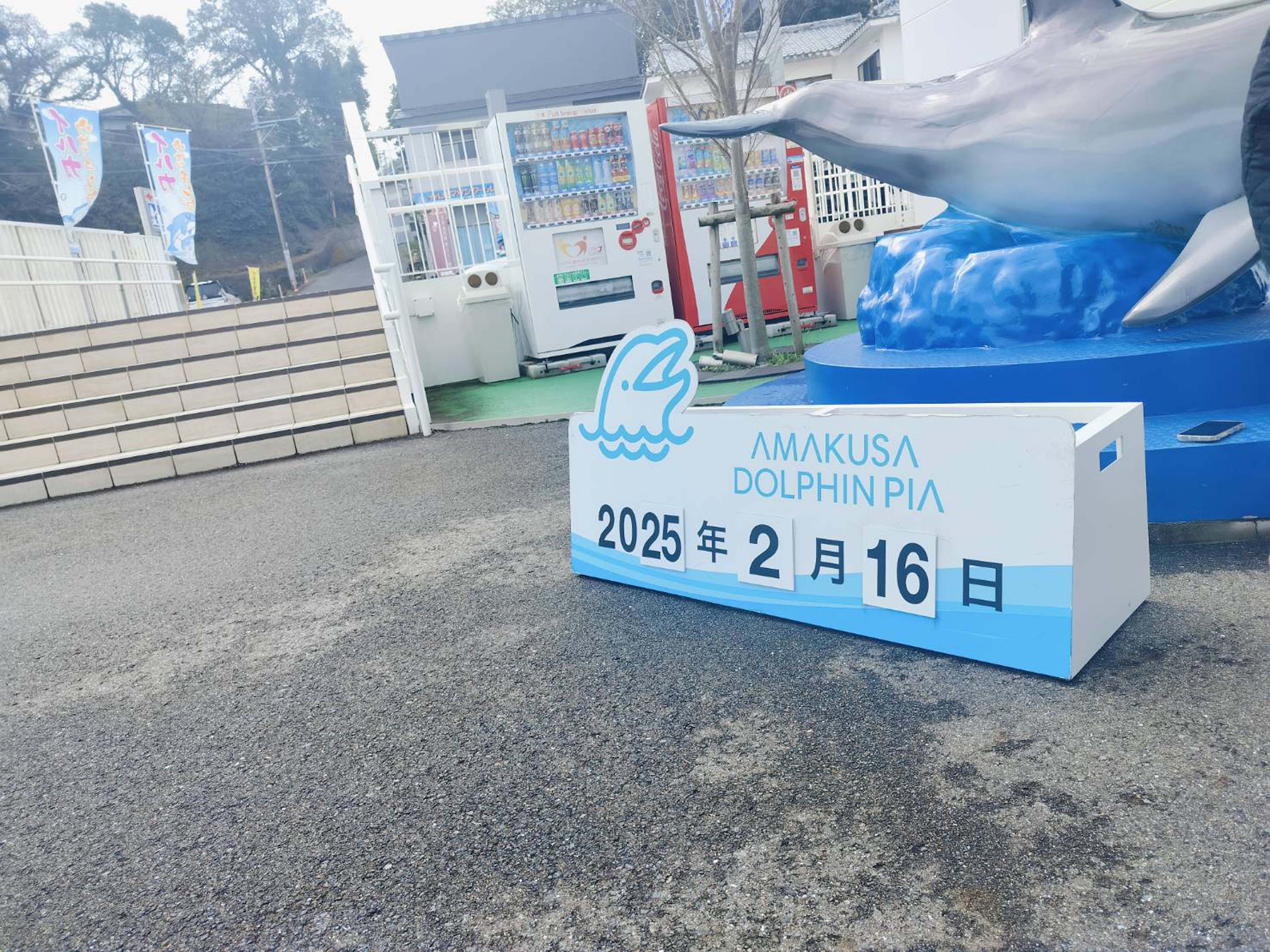 熊本天草┃95%遇見野生海豚跳的好高「天草海豚中心」200多頭超感動!「天草海鮮藏」吃最新鮮的海產 天草自駕 熊本直飛