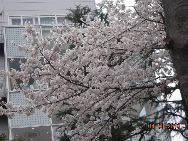 我與日文的這條路┃努力遇見更好的自己 協助日本在台觀光推廣 台日交流 日文導遊 中日主持 訪日観光コーディネーター