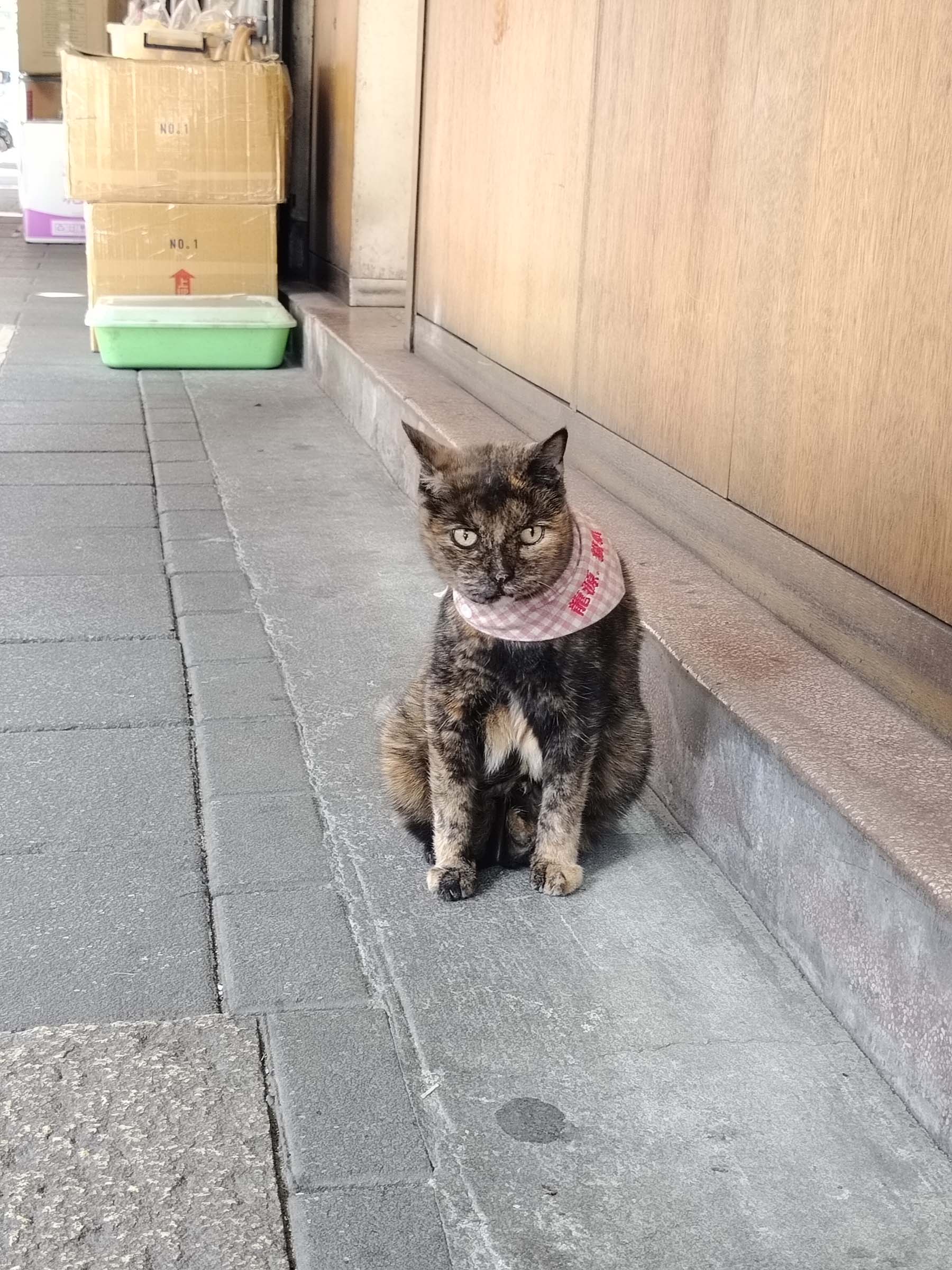 台北散策┃ふらり大稻埕迪化街さんぽ 紅豆緑豆の甘さと霞海城隍廟月下老人 個性的な猫ちゃんも出会った台北旅行 MRT北門駅 - 第23張圖 台北散策┃ふらり大稻埕迪化街さんぽ 紅豆緑豆の甘さと霞海城隍廟月下老人 個性的な猫ちゃんも出会った台北旅行 MRT北門駅