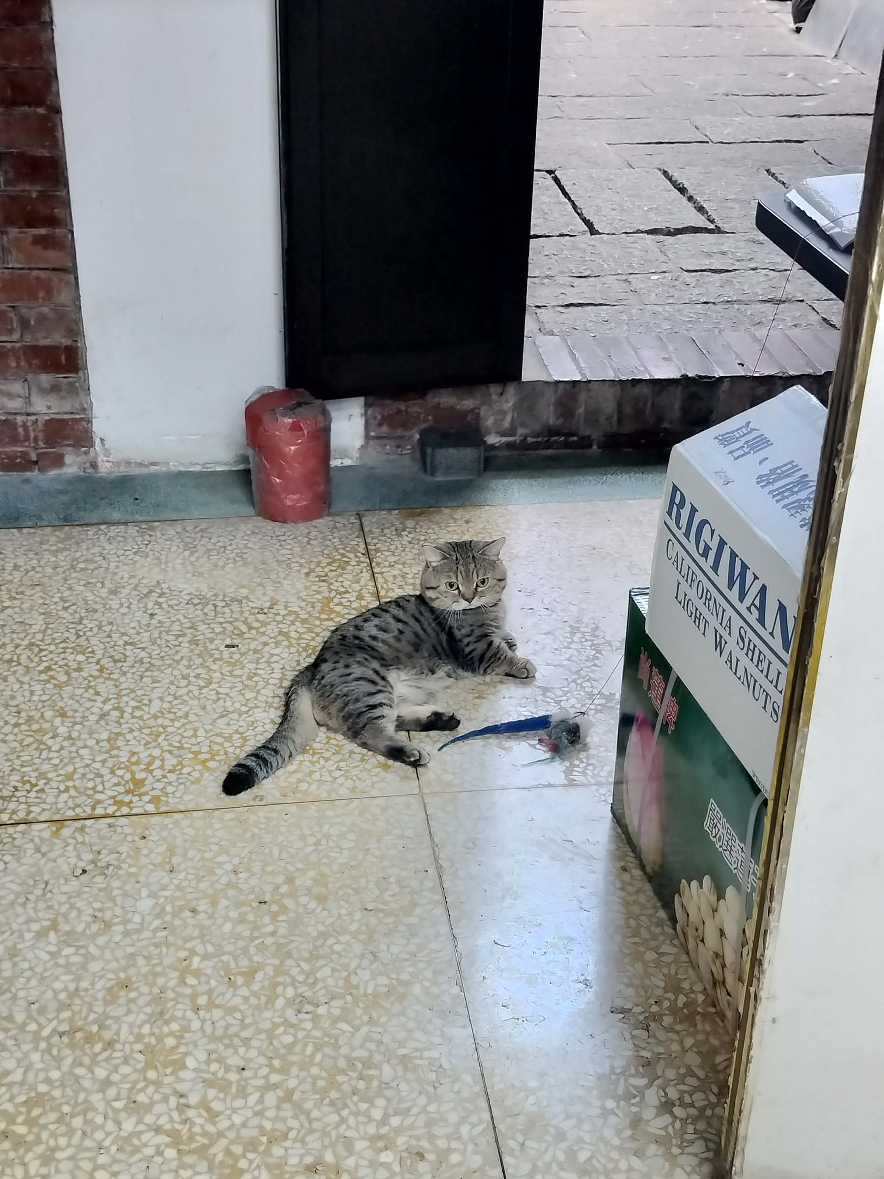 台北散策┃ふらり大稻埕迪化街さんぽ 紅豆緑豆の甘さと霞海城隍廟月下老人 個性的な猫ちゃんも出会った台北旅行 MRT北門駅 - 第22張圖 台北散策┃ふらり大稻埕迪化街さんぽ 紅豆緑豆の甘さと霞海城隍廟月下老人 個性的な猫ちゃんも出会った台北旅行 MRT北門駅