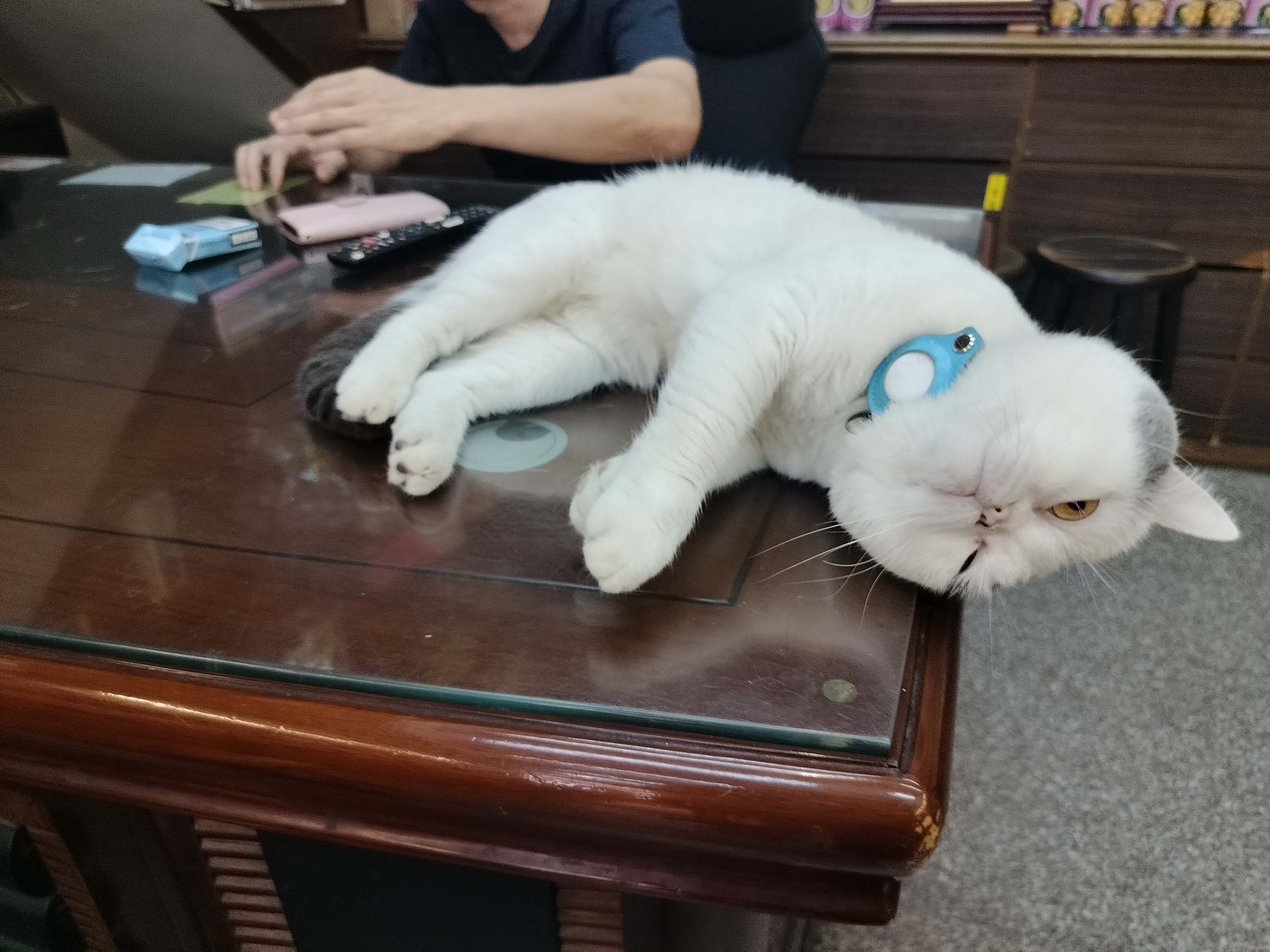 台北散策┃ふらり大稻埕迪化街さんぽ 紅豆緑豆の甘さと霞海城隍廟月下老人 個性的な猫ちゃんも出会った台北旅行 MRT北門駅 - 第21張圖 台北散策┃ふらり大稻埕迪化街さんぽ 紅豆緑豆の甘さと霞海城隍廟月下老人 個性的な猫ちゃんも出会った台北旅行 MRT北門駅