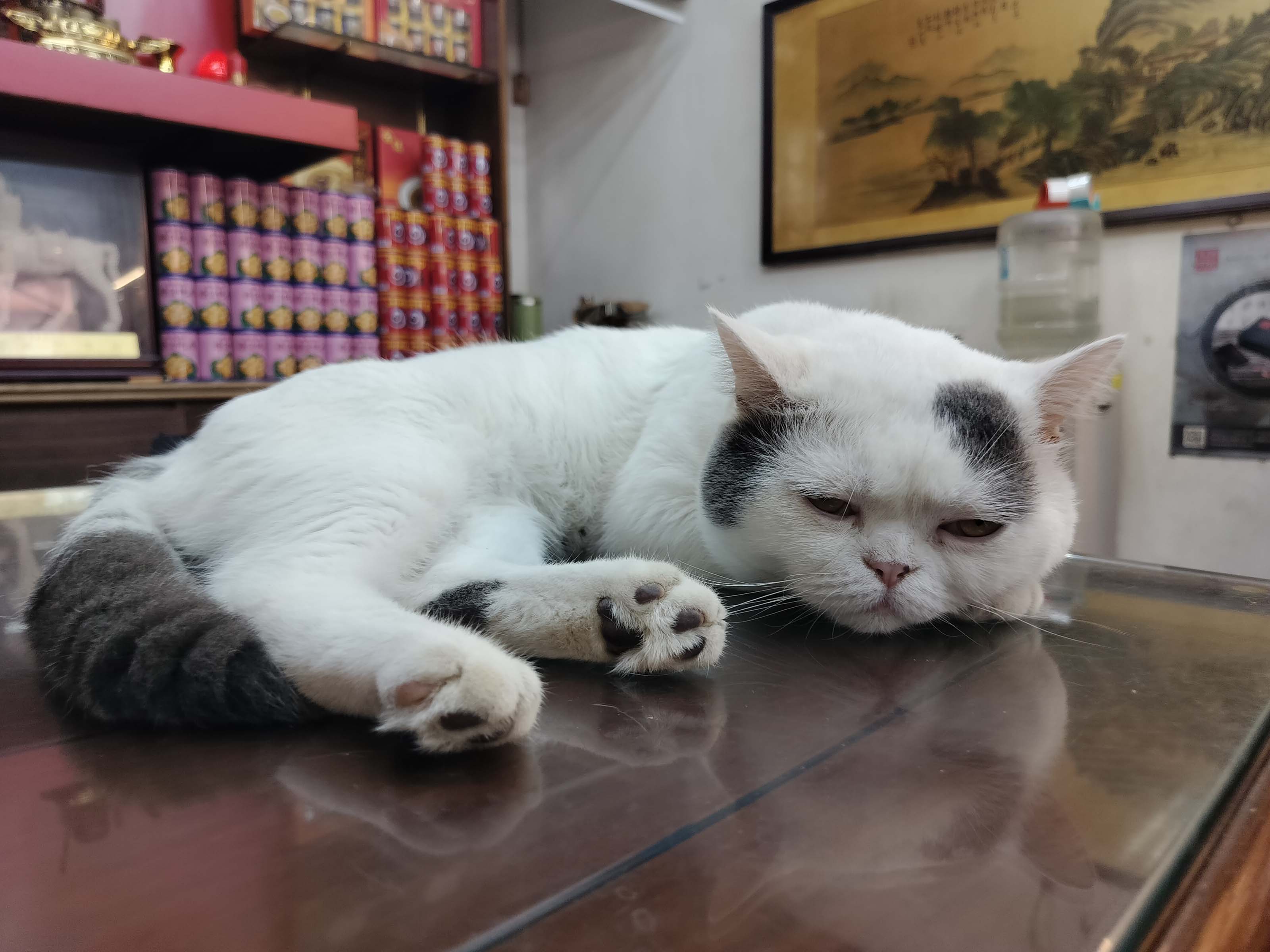 台北散策┃ふらり大稻埕迪化街さんぽ 紅豆緑豆の甘さと霞海城隍廟月下老人 個性的な猫ちゃんも出会った台北旅行 MRT北門駅 - 第20張圖 台北散策┃ふらり大稻埕迪化街さんぽ 紅豆緑豆の甘さと霞海城隍廟月下老人 個性的な猫ちゃんも出会った台北旅行 MRT北門駅