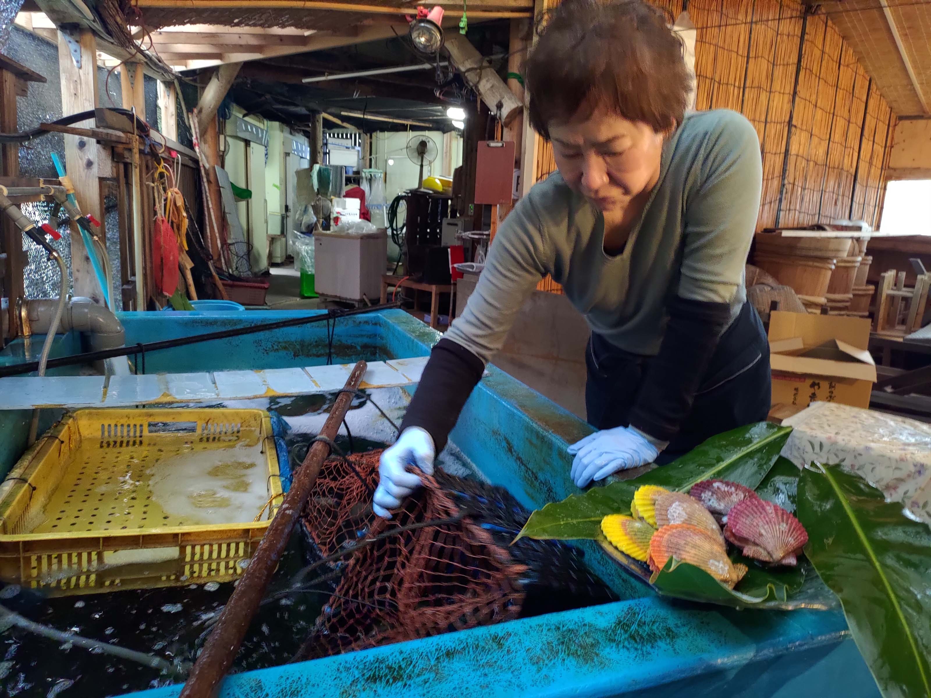 熊本天草┃95%遇見野生海豚跳的好高「天草海豚中心」200多頭超感動!「天草海鮮藏」吃最新鮮的海產 天草自駕 熊本直飛