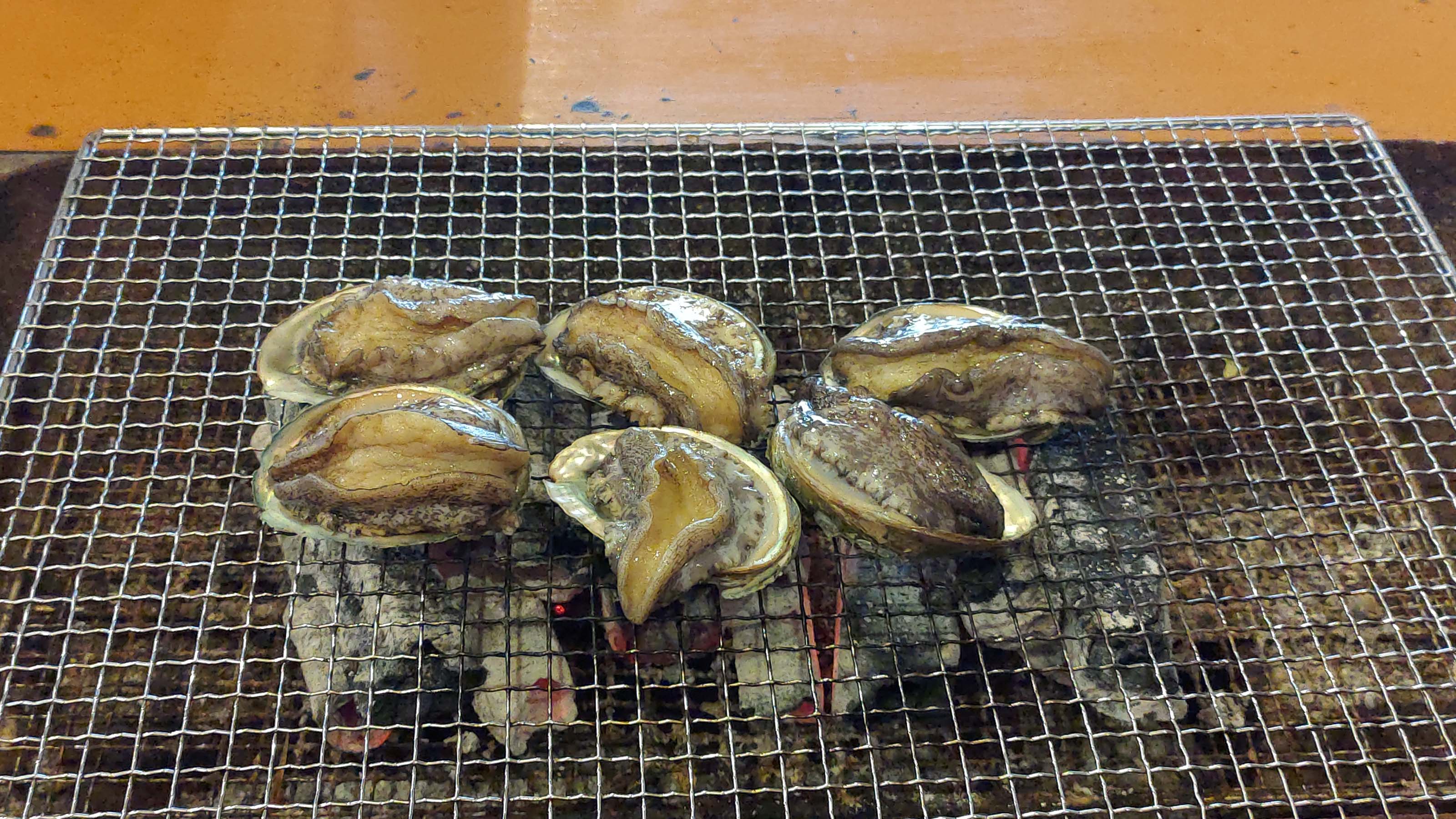 熊本天草┃95%遇見野生海豚跳的好高「天草海豚中心」200多頭超感動!「天草海鮮藏」吃最新鮮的海產 天草自駕 熊本直飛