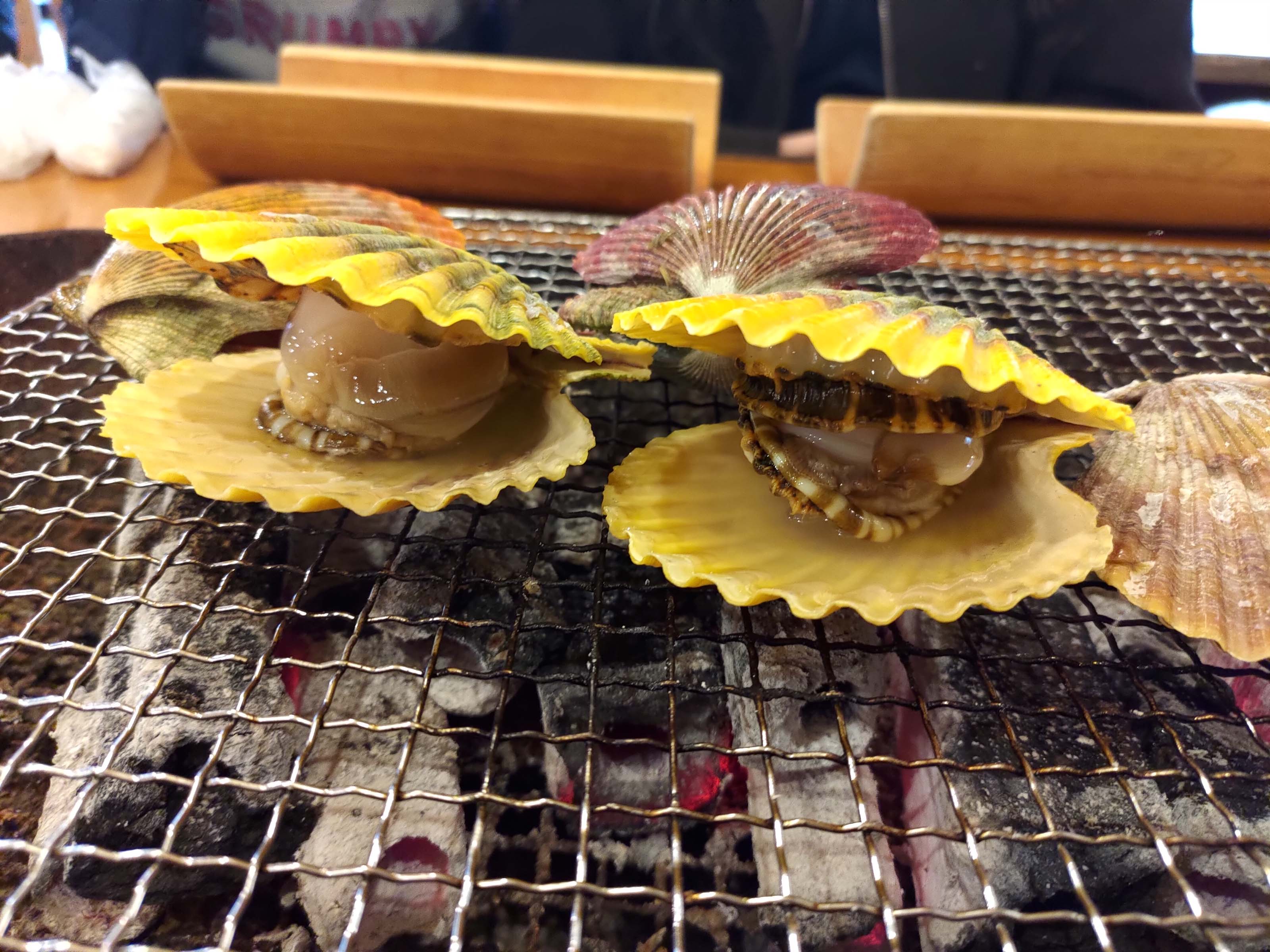 熊本天草┃95%遇見野生海豚跳的好高「天草海豚中心」200多頭超感動!「天草海鮮藏」吃最新鮮的海產 天草自駕 熊本直飛