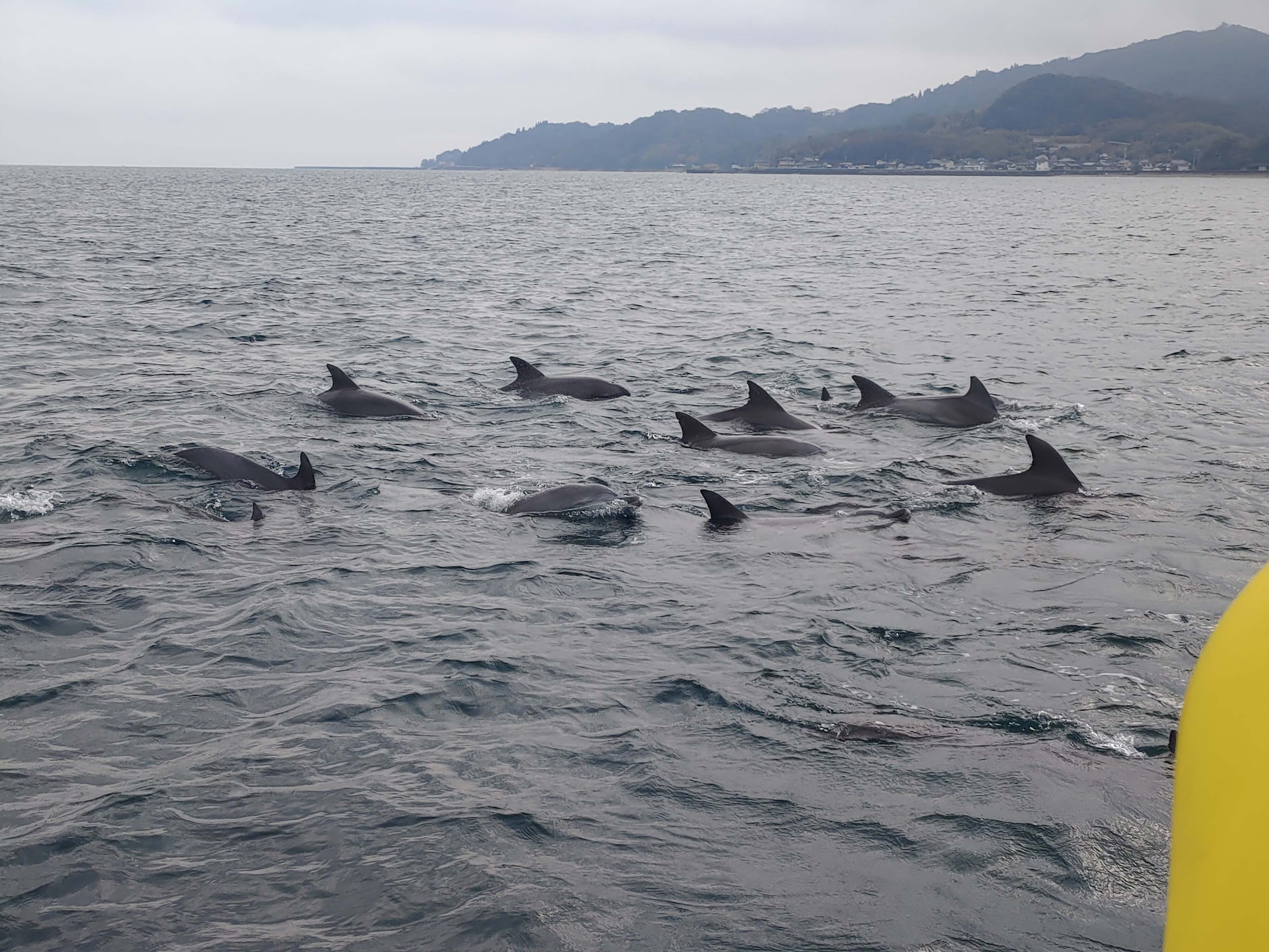 熊本天草┃95%遇見野生海豚跳的好高「天草海豚中心」200多頭超感動!「天草海鮮藏」吃最新鮮的海產 天草自駕 熊本直飛