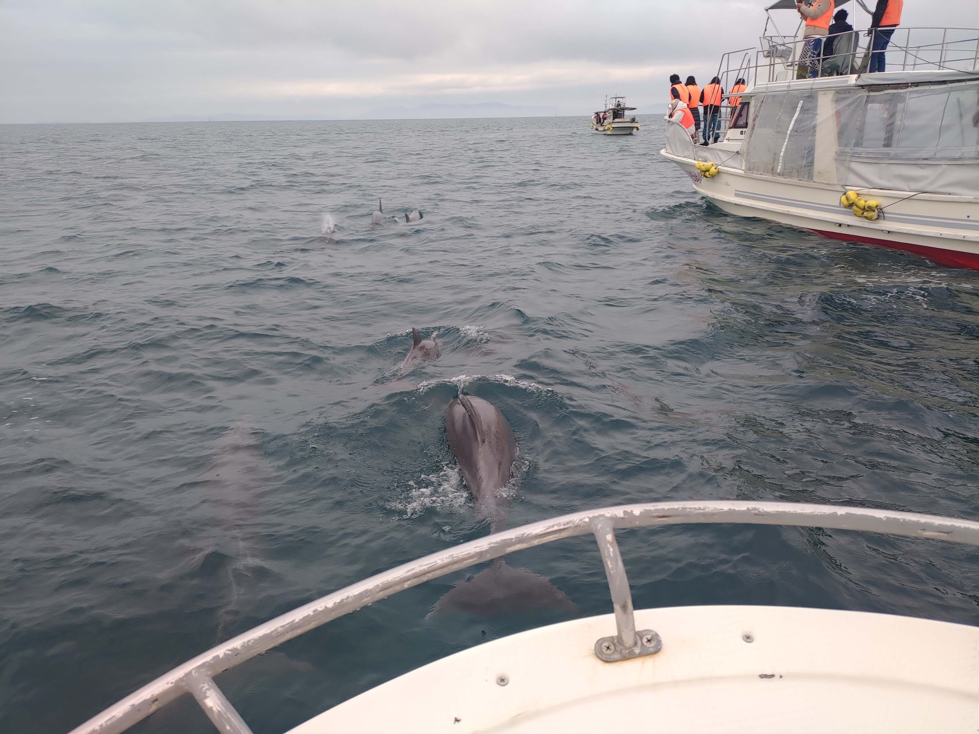 熊本天草┃95%遇見野生海豚跳的好高「天草海豚中心」200多頭超感動!「天草海鮮藏」吃最新鮮的海產 天草自駕 熊本直飛