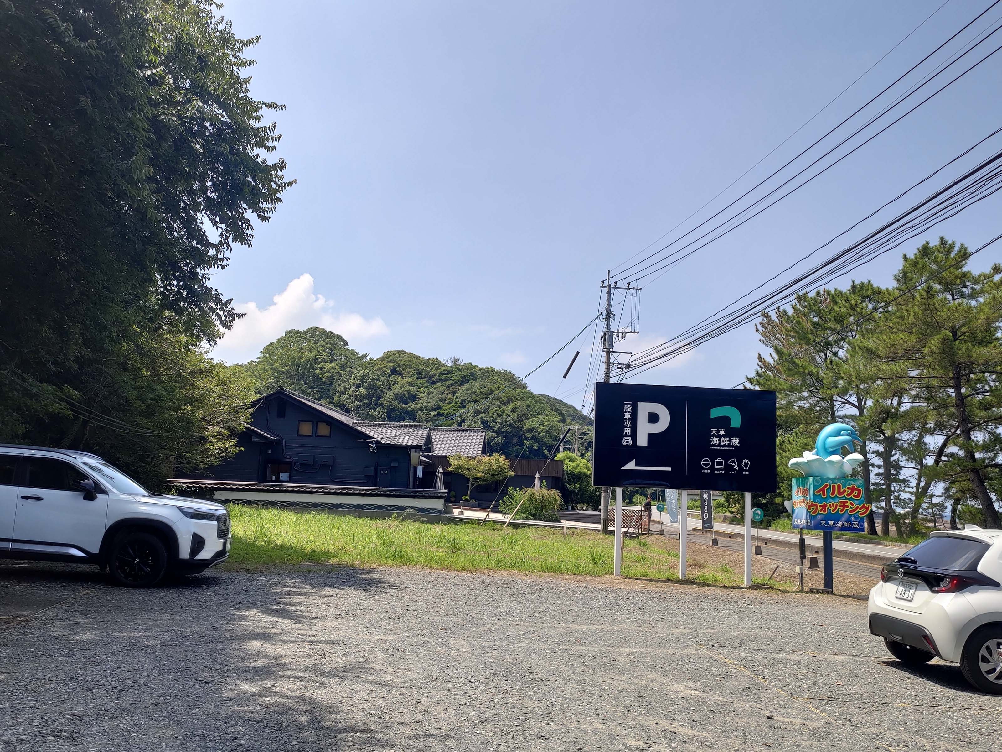 熊本天草┃95%遇見野生海豚跳的好高「天草海豚中心」200多頭超感動!「天草海鮮藏」吃最新鮮的海產 天草自駕 熊本直飛