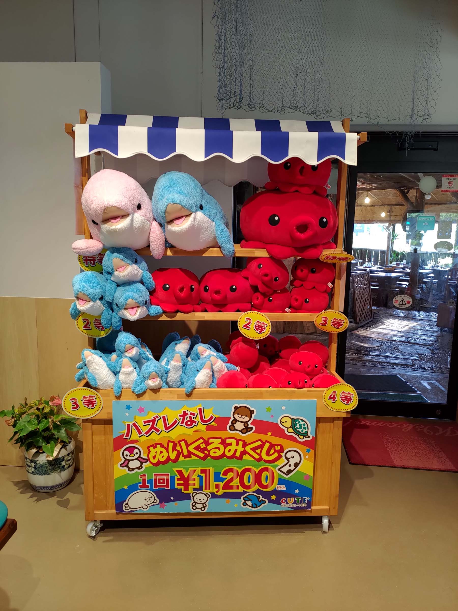 熊本天草┃95%遇見野生海豚跳的好高「天草海豚中心」200多頭超感動!「天草海鮮藏」吃最新鮮的海產 天草自駕 熊本直飛