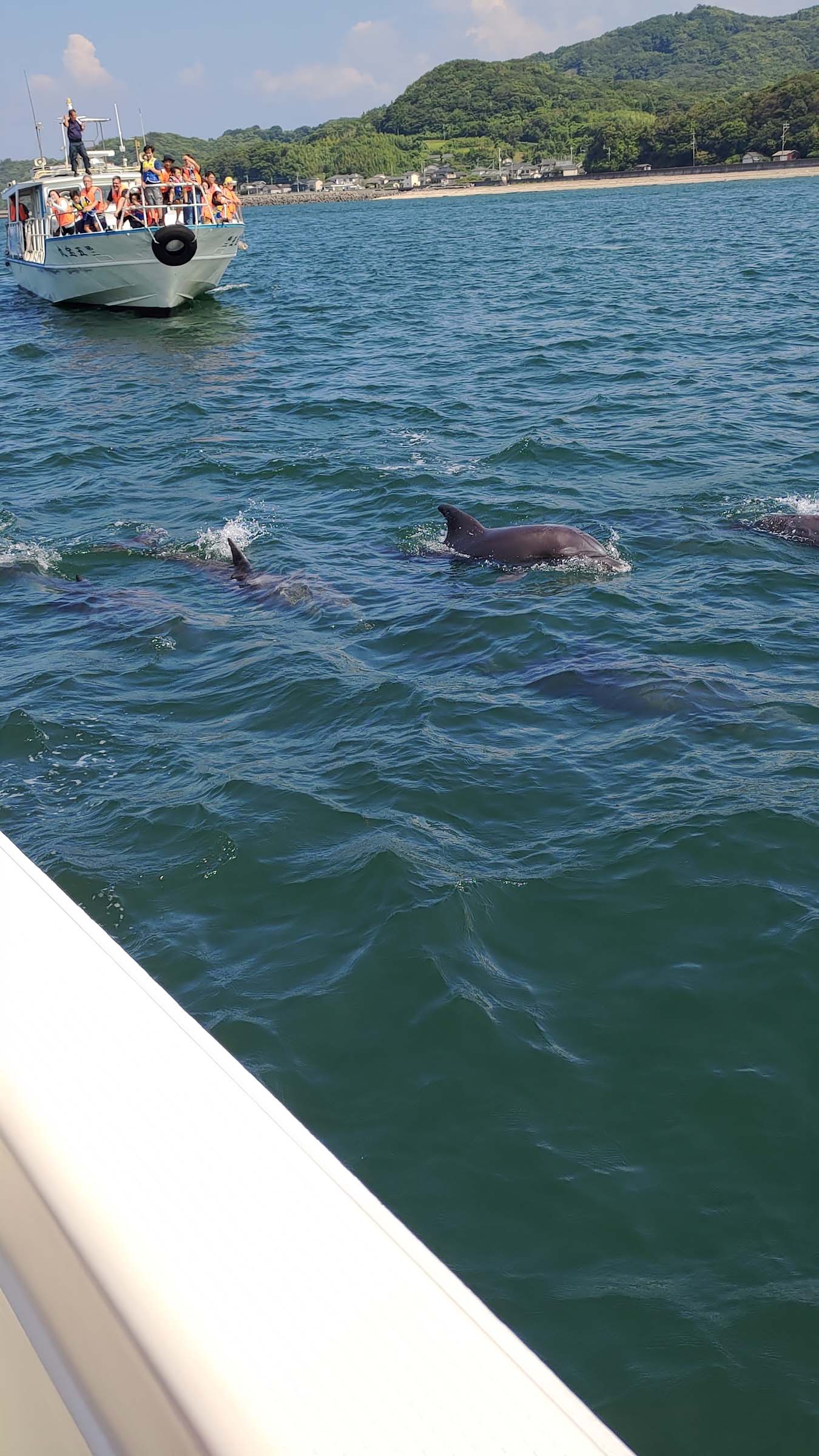 熊本天草┃95%遇見野生海豚跳的好高「天草海豚中心」200多頭超感動!「天草海鮮藏」吃最新鮮的海產 天草自駕 熊本直飛