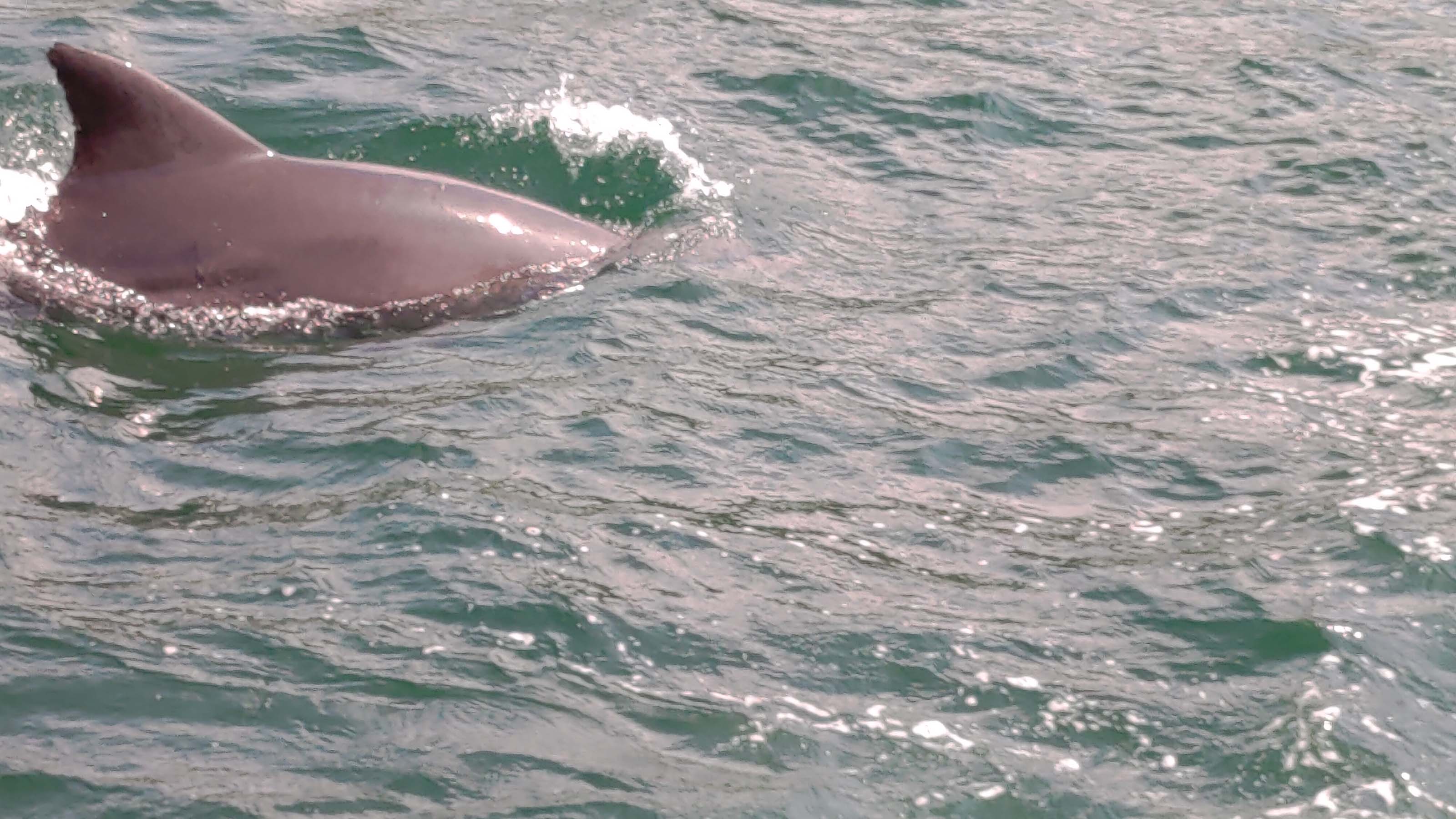 熊本天草┃95%遇見野生海豚跳的好高「天草海豚中心」200多頭超感動!「天草海鮮藏」吃最新鮮的海產 天草自駕 熊本直飛