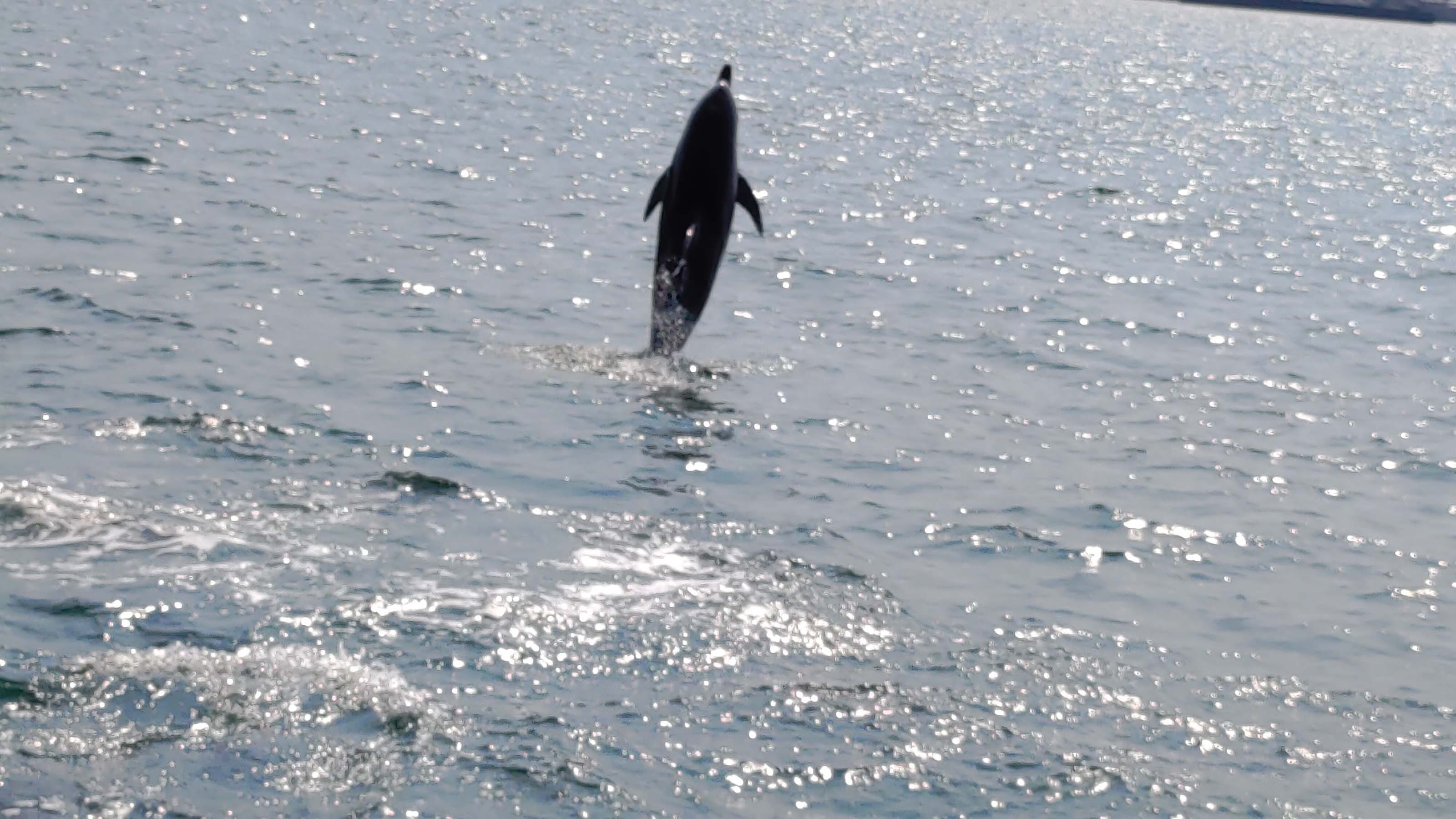 熊本天草┃95%遇見野生海豚跳的好高「天草海豚中心」200多頭超感動!「天草海鮮藏」吃最新鮮的海產 天草自駕 熊本直飛
