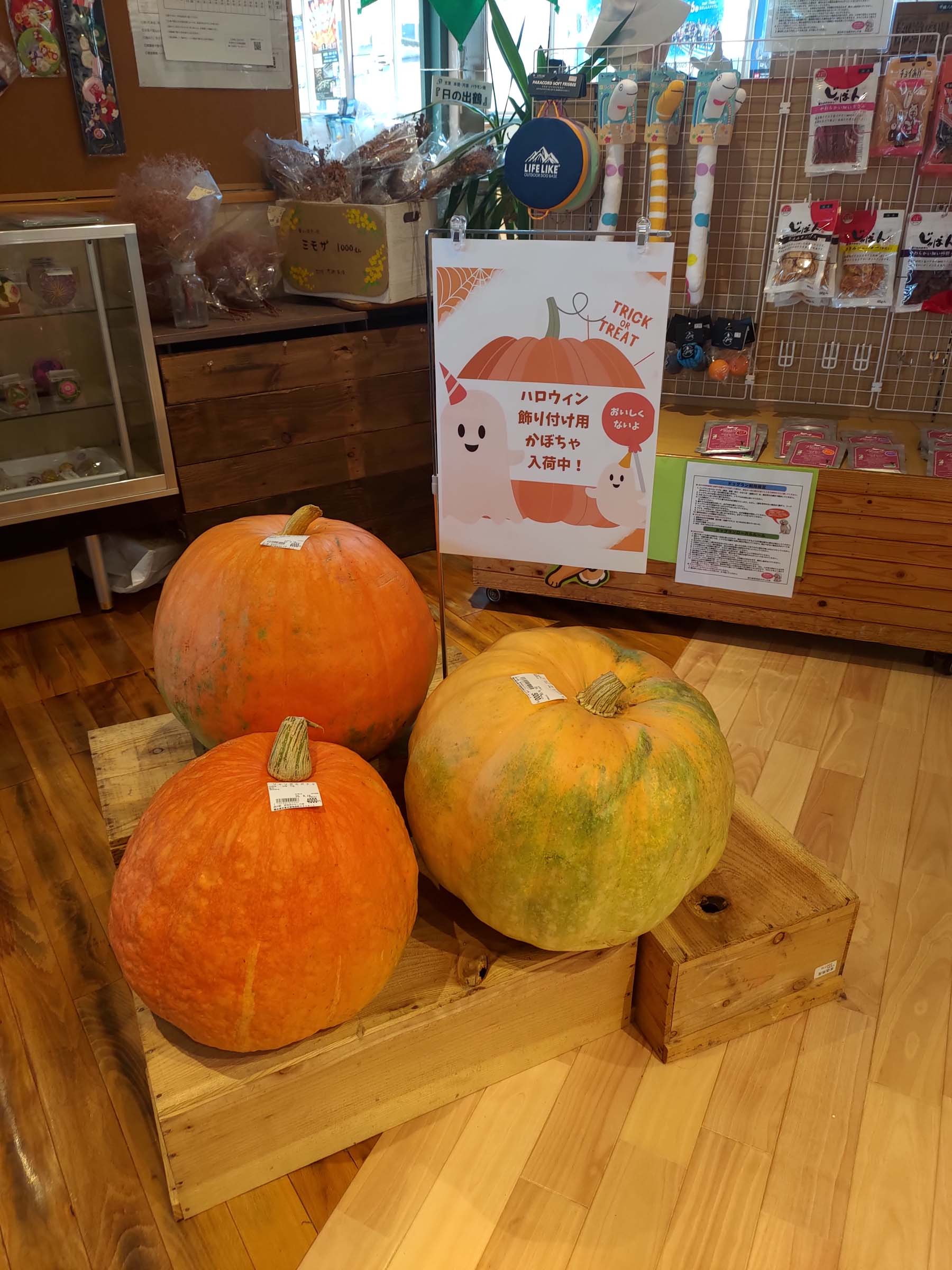 熊本天草┃小學校重生!600快樂村民都是假人「道之驛宮地岳稻草人村」特色景點 吃飯伴手禮蕎麥麵體驗 夏天挑戰測膽鬼屋天草自駕