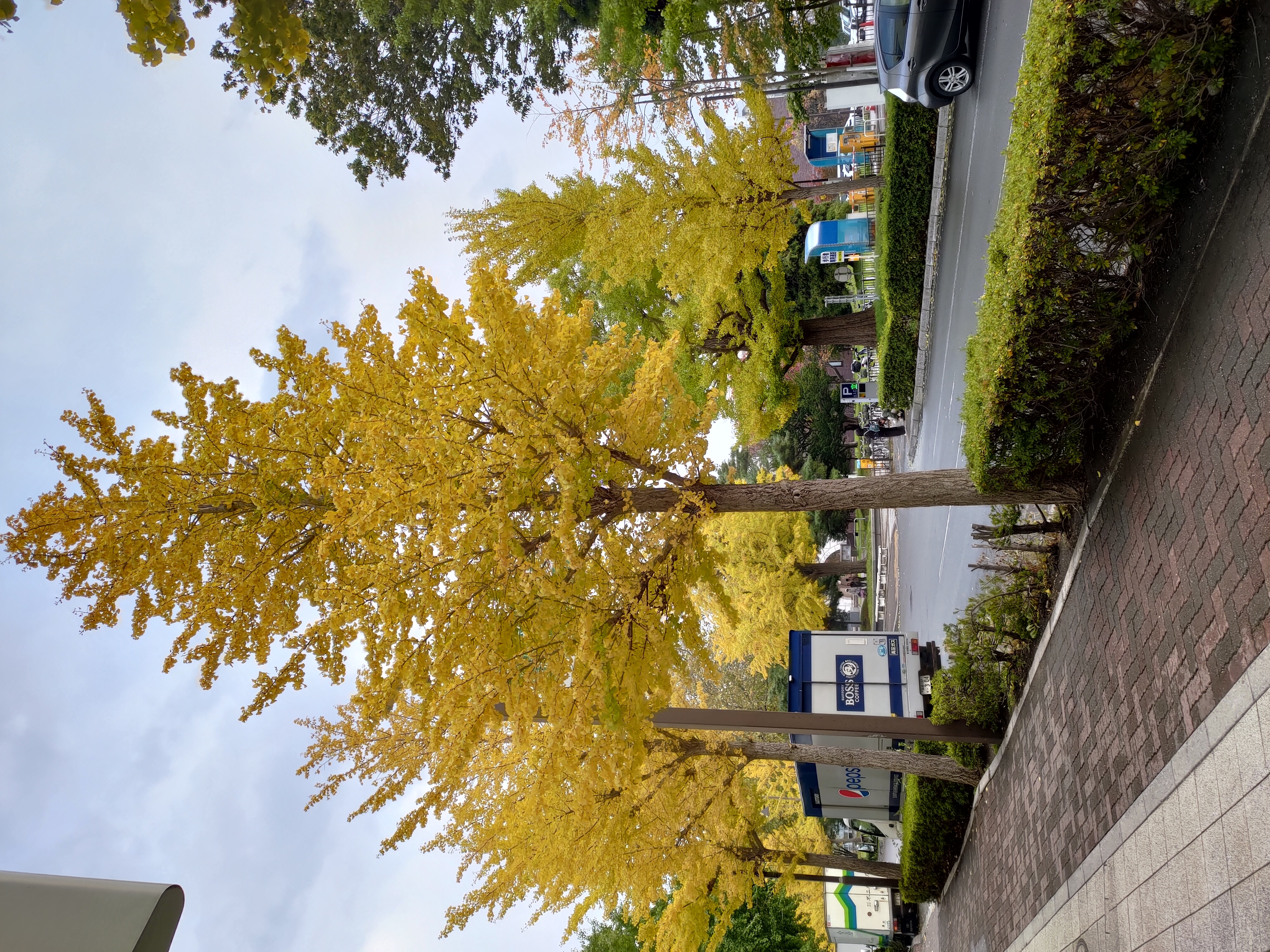 函館五日自由行賞楓┃虎航直飛 函館站RESOL飯店！特級套票路面電車走遍五稜郭 金森倉庫 函館山夜景元町 朝市海鮮 北海道自駕