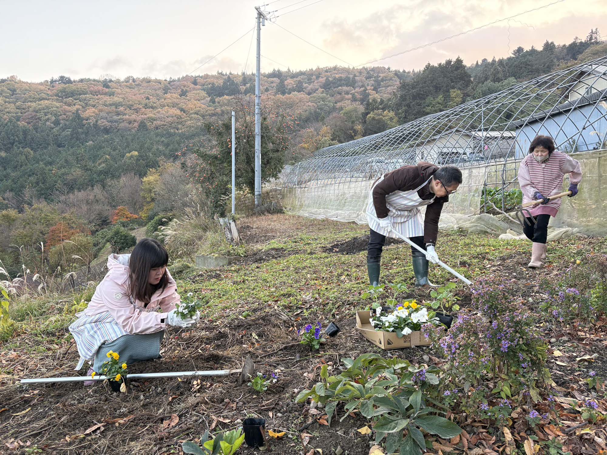 德島美馬農泊｜農家民宿中島 山上秋楓一泊二食 跟著奶奶種花拔菜包水餃 免費接送與預約方法 看板狗狗迎接 四國民宿 德島住宿