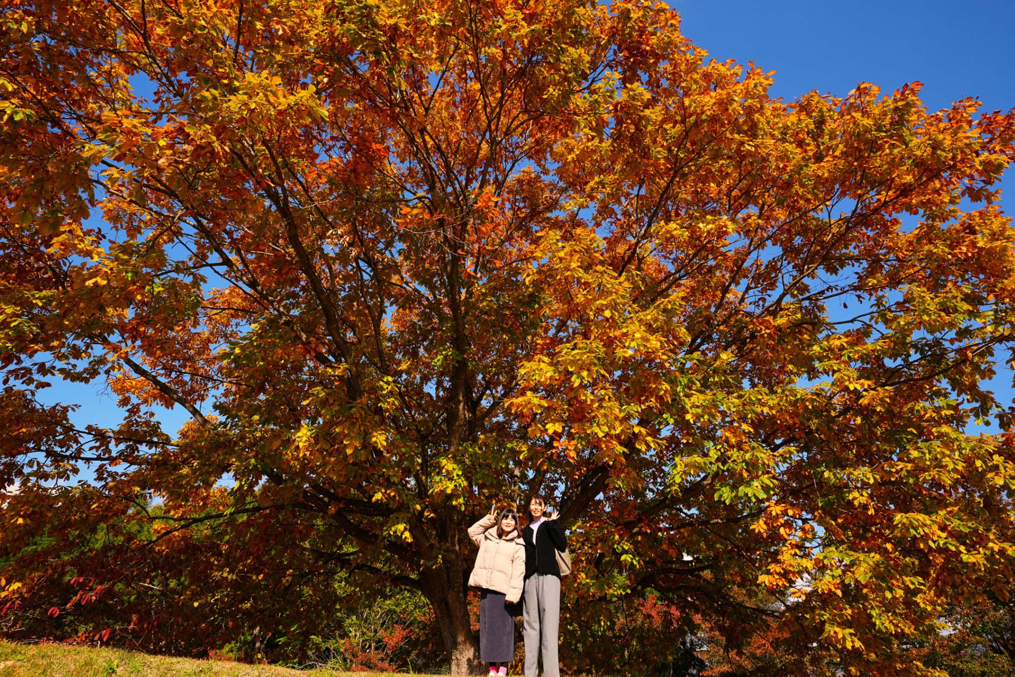 直飛函館自由行(美食中篇)┃ 函太郎壽司本店 奧芝商店湯咖哩 阿佐利壽喜燒 五島軒五稜郭塔店 濃厚特大杯抹茶 北海道自由行 經典必吃 - 第48張圖 直飛函館自由行(美食中篇)┃ 函太郎壽司本店 奧芝商店湯咖哩 阿佐利壽喜燒 五島軒五稜郭塔店 濃厚特大杯抹茶 北海道自由行 經典必吃