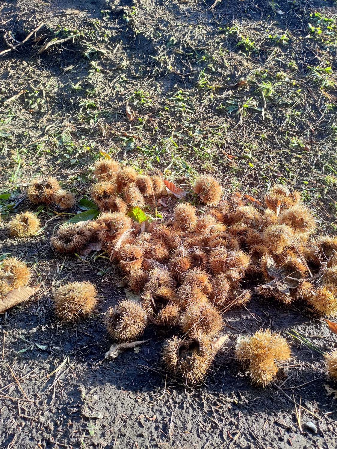 函館景點下篇|秋楓郊外大沼公園遊覽船 鹿部間歇泉道之站噴泉 五稜乃藏酒造 湯倉神社 見晴公園 女子修道院 再訪函館 函館自由行 - 第53張圖 函館景點下篇|秋楓郊外大沼公園遊覽船 鹿部間歇泉道之站噴泉 五稜乃藏酒造 湯倉神社 見晴公園 女子修道院 再訪函館 函館自由行