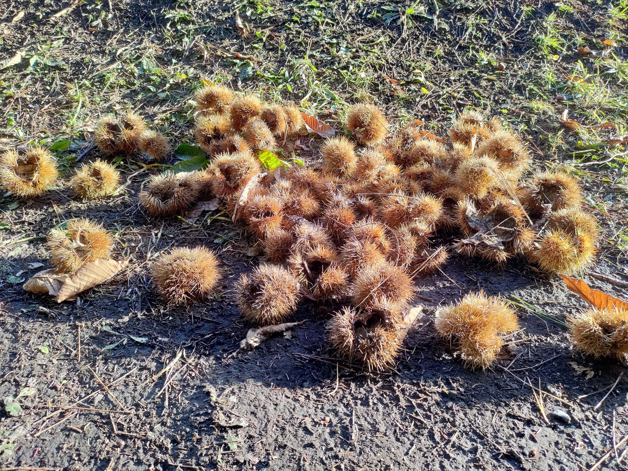 直飛函館自由行(美食下篇)┃一文字拉麵必吃 經典美鈴咖啡 鹿部間歇泉蒸料理天然噴泉 久保田牧場冰淇淋 北海道自駕 函館美食