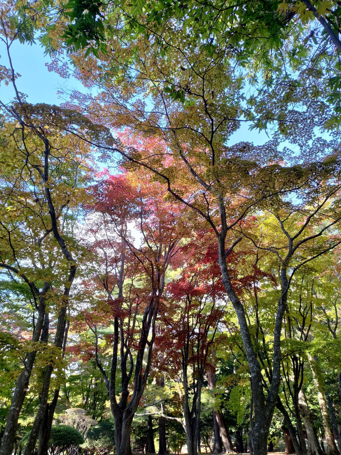 函館景點下篇|秋楓郊外大沼公園遊覽船 鹿部間歇泉道之站噴泉 五稜乃藏酒造 湯倉神社 見晴公園 女子修道院 再訪函館 函館自由行 - 第55張圖 函館景點下篇|秋楓郊外大沼公園遊覽船 鹿部間歇泉道之站噴泉 五稜乃藏酒造 湯倉神社 見晴公園 女子修道院 再訪函館 函館自由行