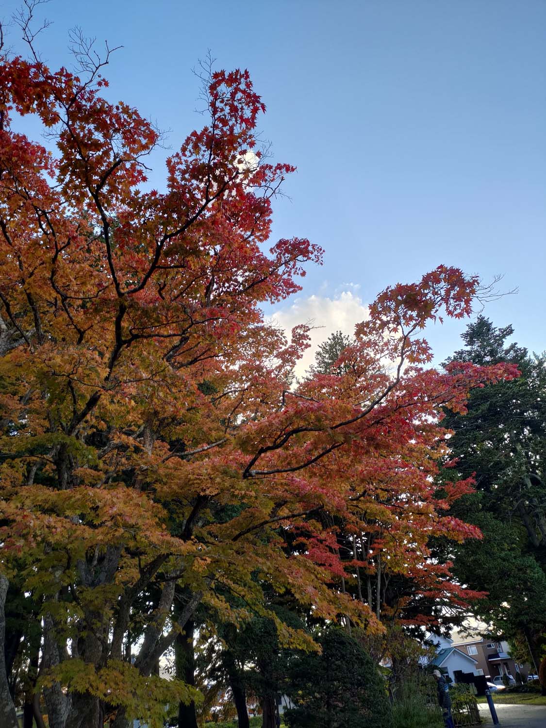 直飛函館自由行(美食下篇)┃一文字拉麵必吃 經典美鈴咖啡 鹿部間歇泉蒸料理天然噴泉 久保田牧場冰淇淋 北海道自駕 函館美食