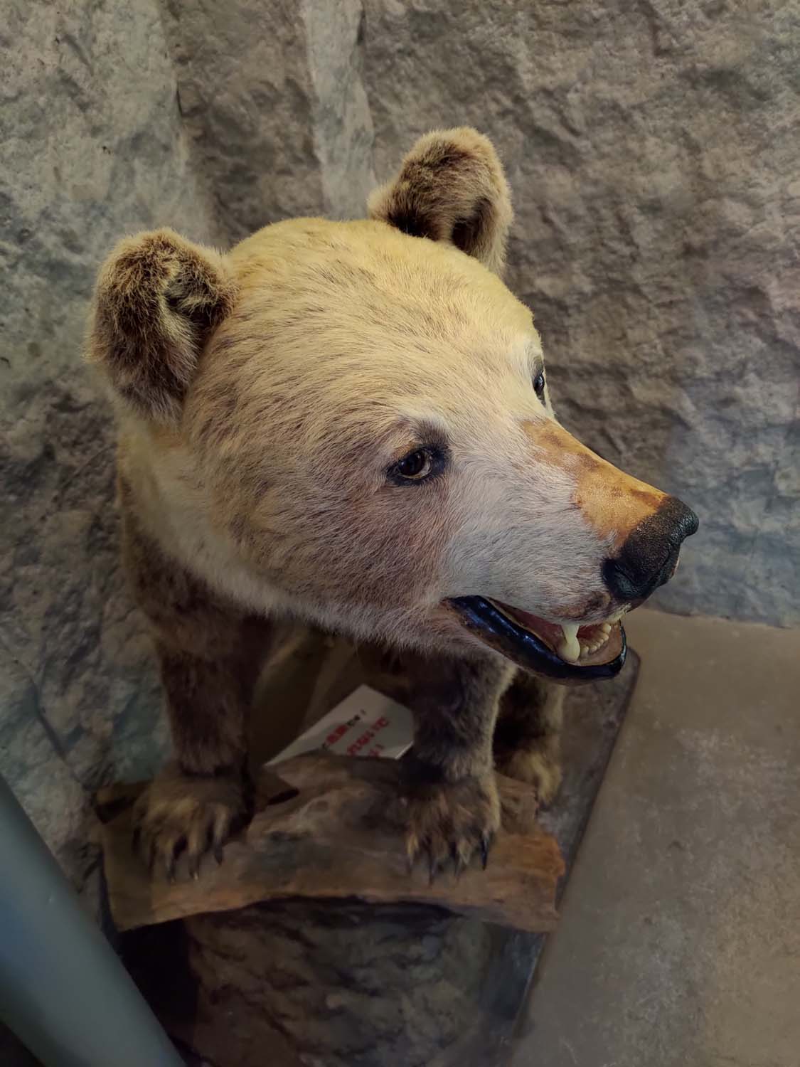 直飛函館自由行(美食下篇)┃一文字拉麵必吃 經典美鈴咖啡 鹿部間歇泉蒸料理天然噴泉 久保田牧場冰淇淋 北海道自駕 函館美食