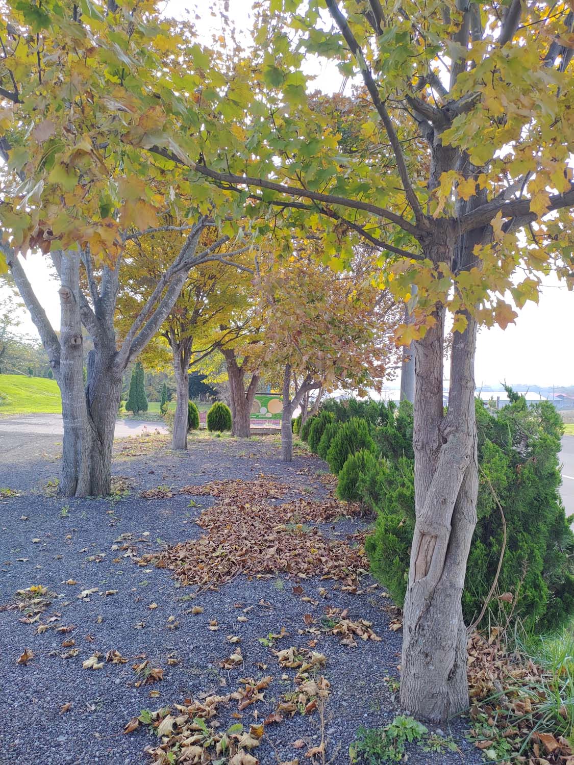 直飛函館自由行(美食下篇)┃一文字拉麵必吃 經典美鈴咖啡 鹿部間歇泉蒸料理天然噴泉 久保田牧場冰淇淋 北海道自駕 函館美食