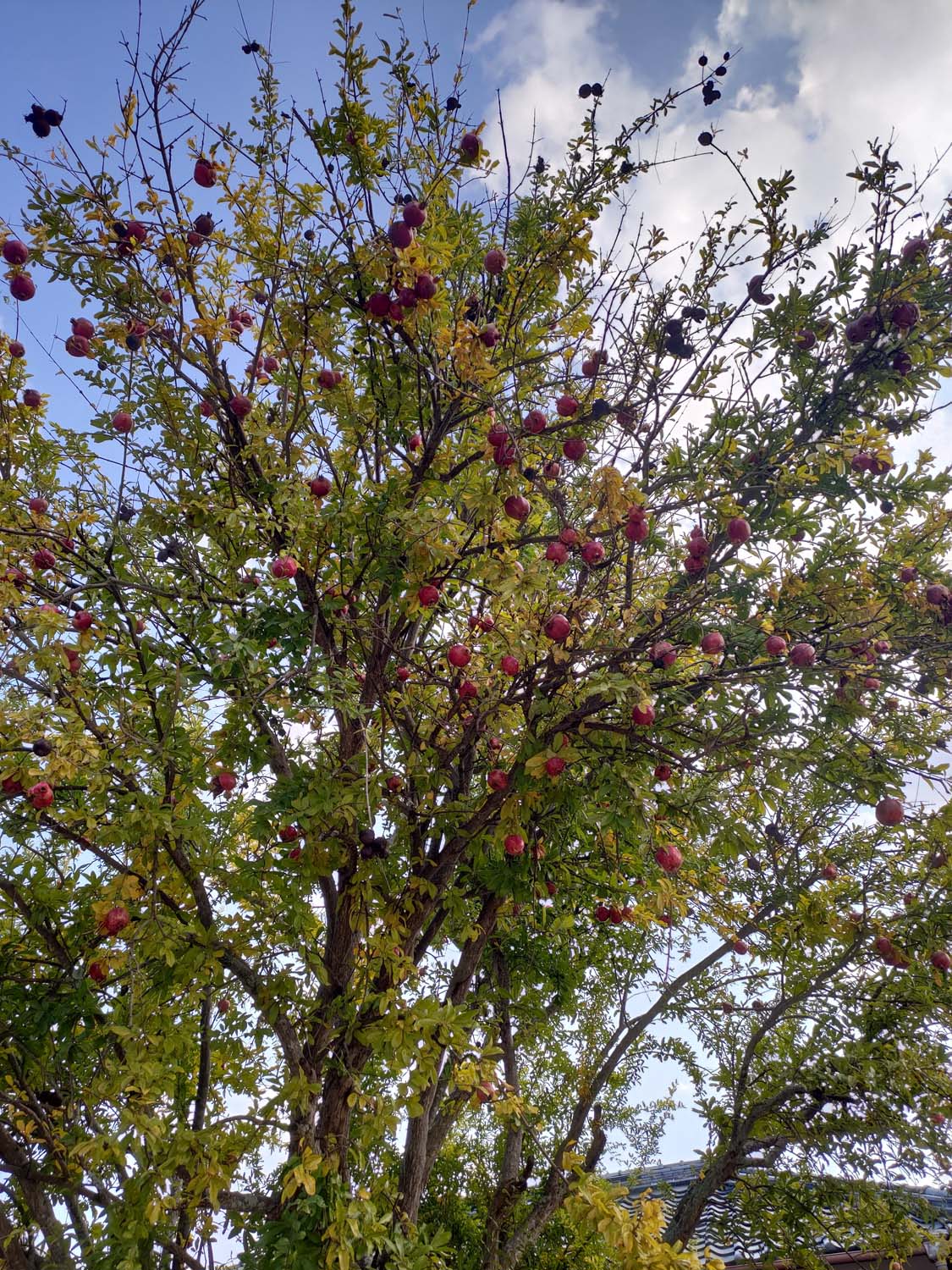 香川讚岐市住宿｜JR四國古民家「4S STAY鈴音」座落山景櫻花一日限定一組包棟 一泊二食橄欖牛涮涮鍋 86遍路志度寺 香川自駕