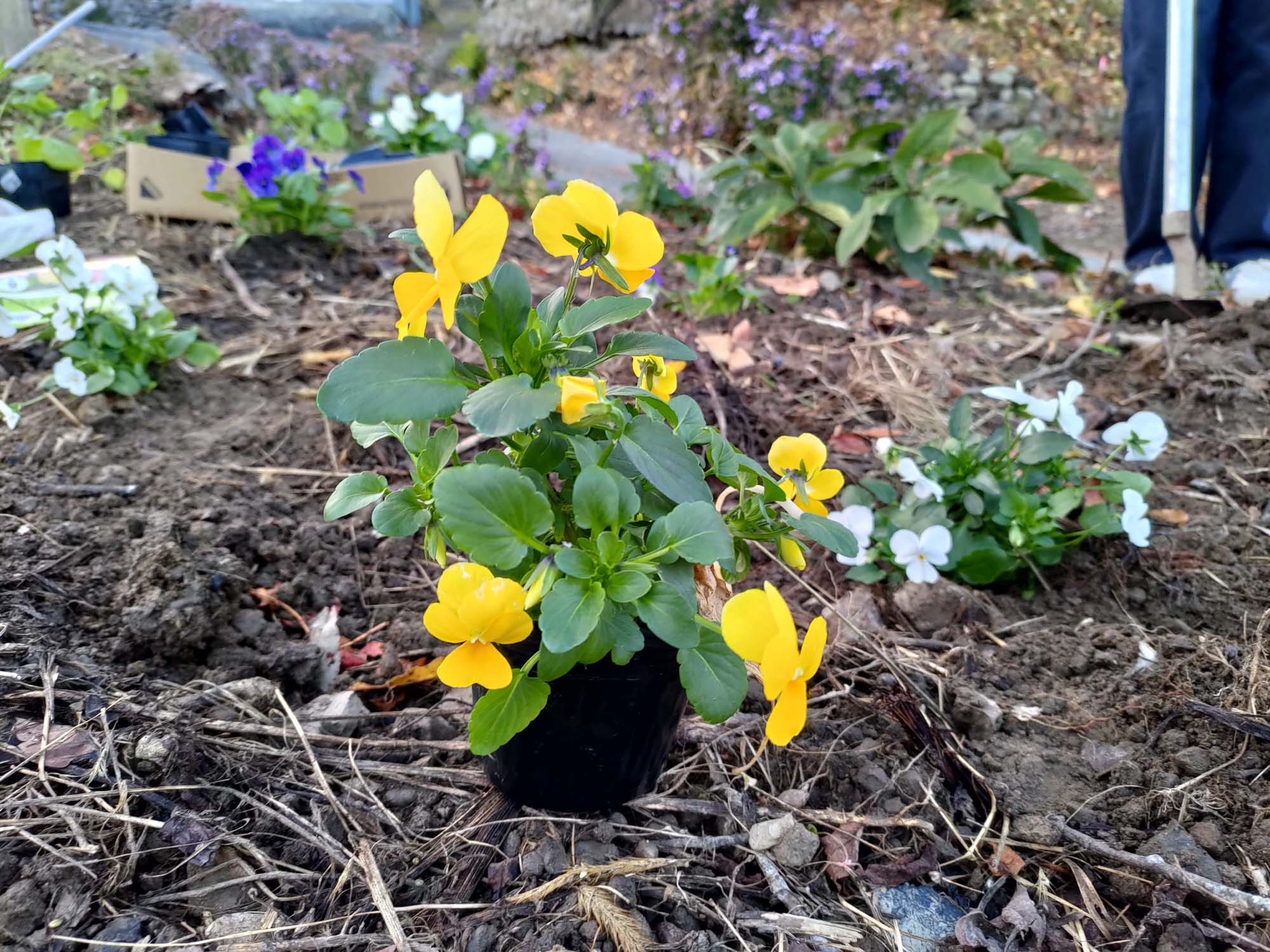 德島美馬農泊｜農家民宿中島 山上秋楓一泊二食 跟著奶奶種花拔菜包水餃 免費接送與預約方法 看板狗狗迎接 四國民宿 德島住宿