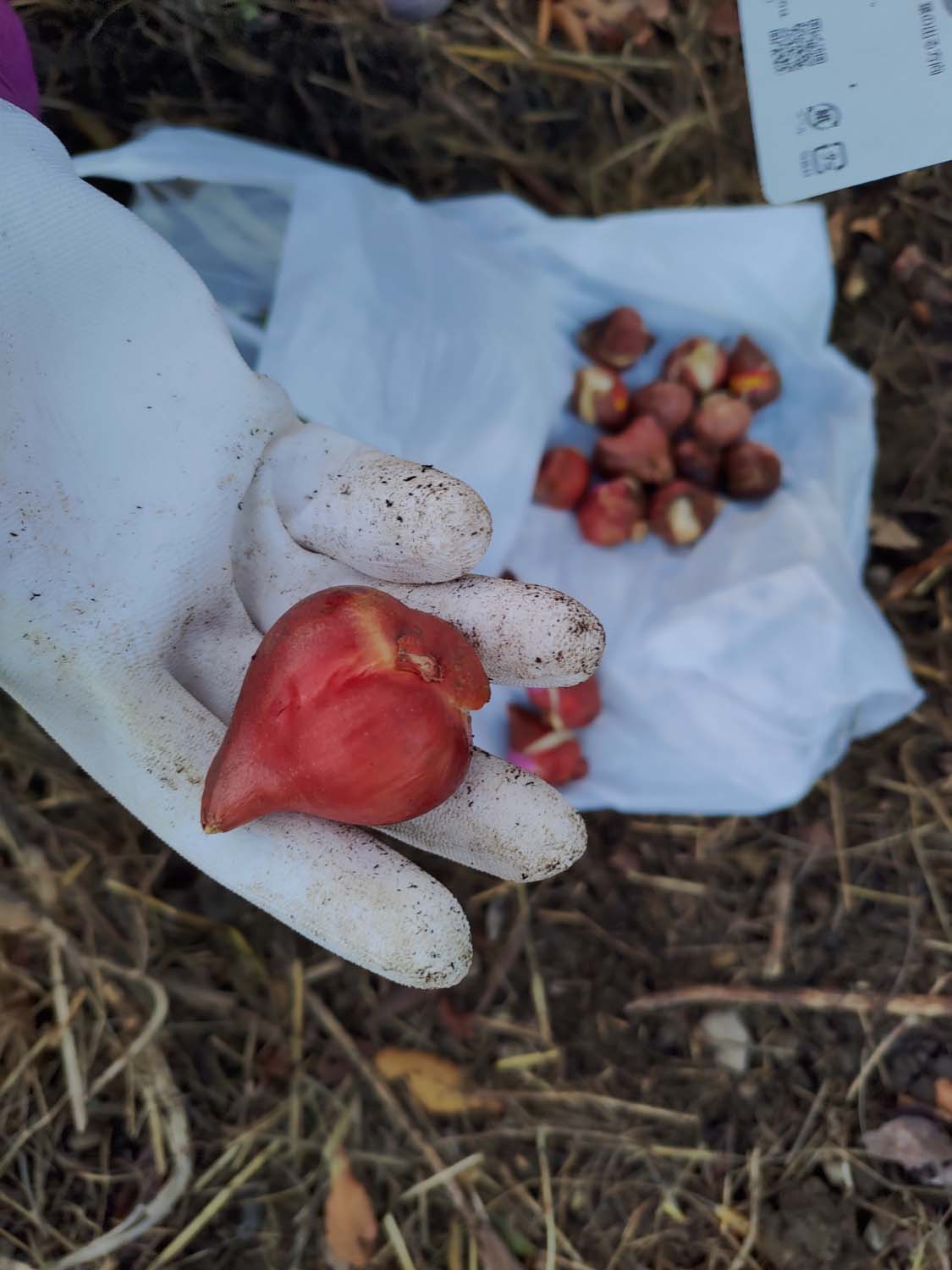 德島美馬農泊｜農家民宿中島 山上秋楓一泊二食 跟著奶奶種花拔菜包水餃 免費接送與預約方法 看板狗狗迎接 四國民宿 德島住宿