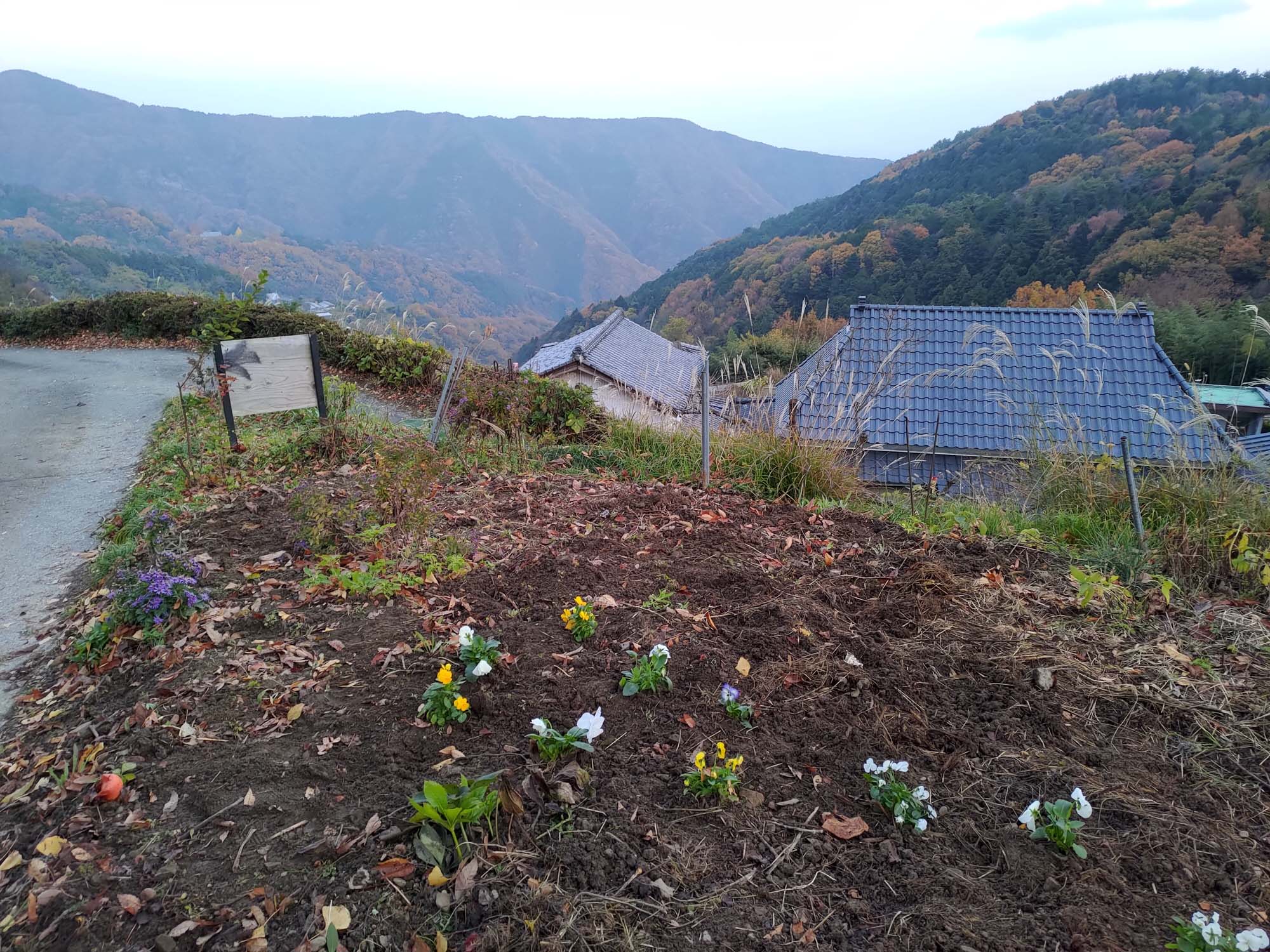 德島美馬農泊｜農家民宿中島 山上秋楓一泊二食 跟著奶奶種花拔菜包水餃 免費接送與預約方法 看板狗狗迎接 四國民宿 德島住宿
