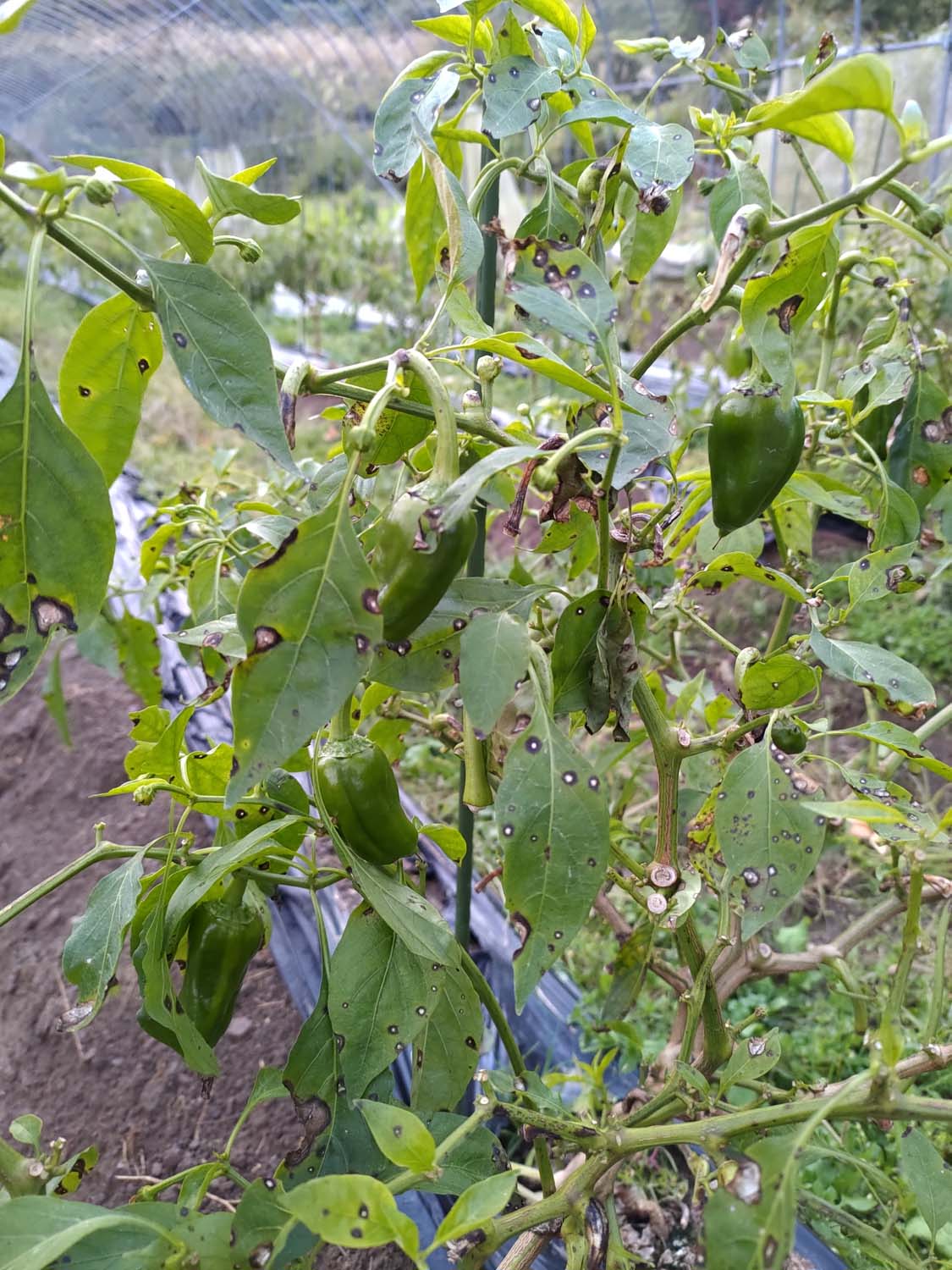 德島美馬農泊｜農家民宿中島 山上秋楓一泊二食 跟著奶奶種花拔菜包水餃 免費接送與預約方法 看板狗狗迎接 四國民宿 德島住宿