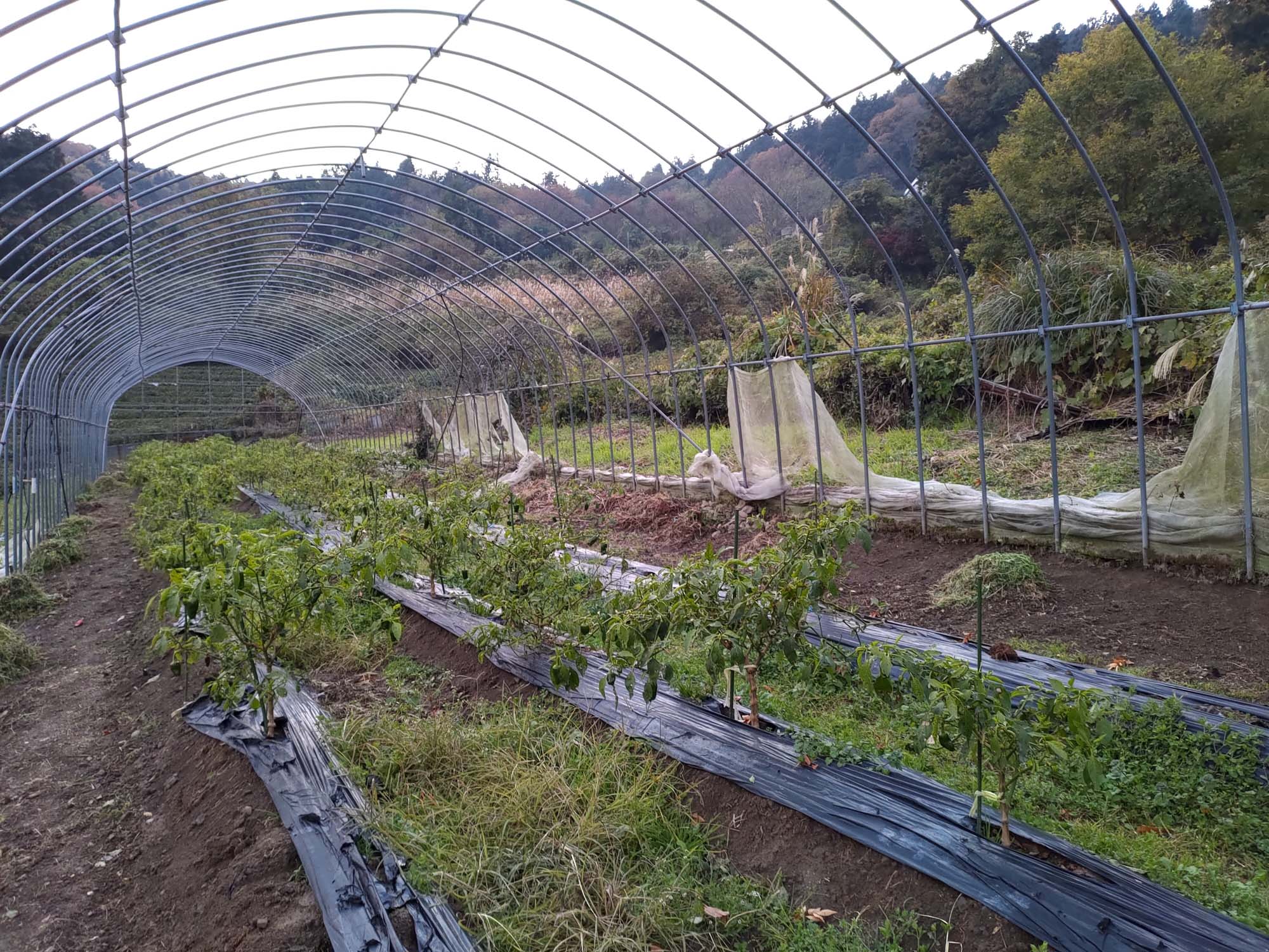 德島美馬農泊｜農家民宿中島 山上秋楓一泊二食 跟著奶奶種花拔菜包水餃 免費接送與預約方法 看板狗狗迎接 四國民宿 德島住宿