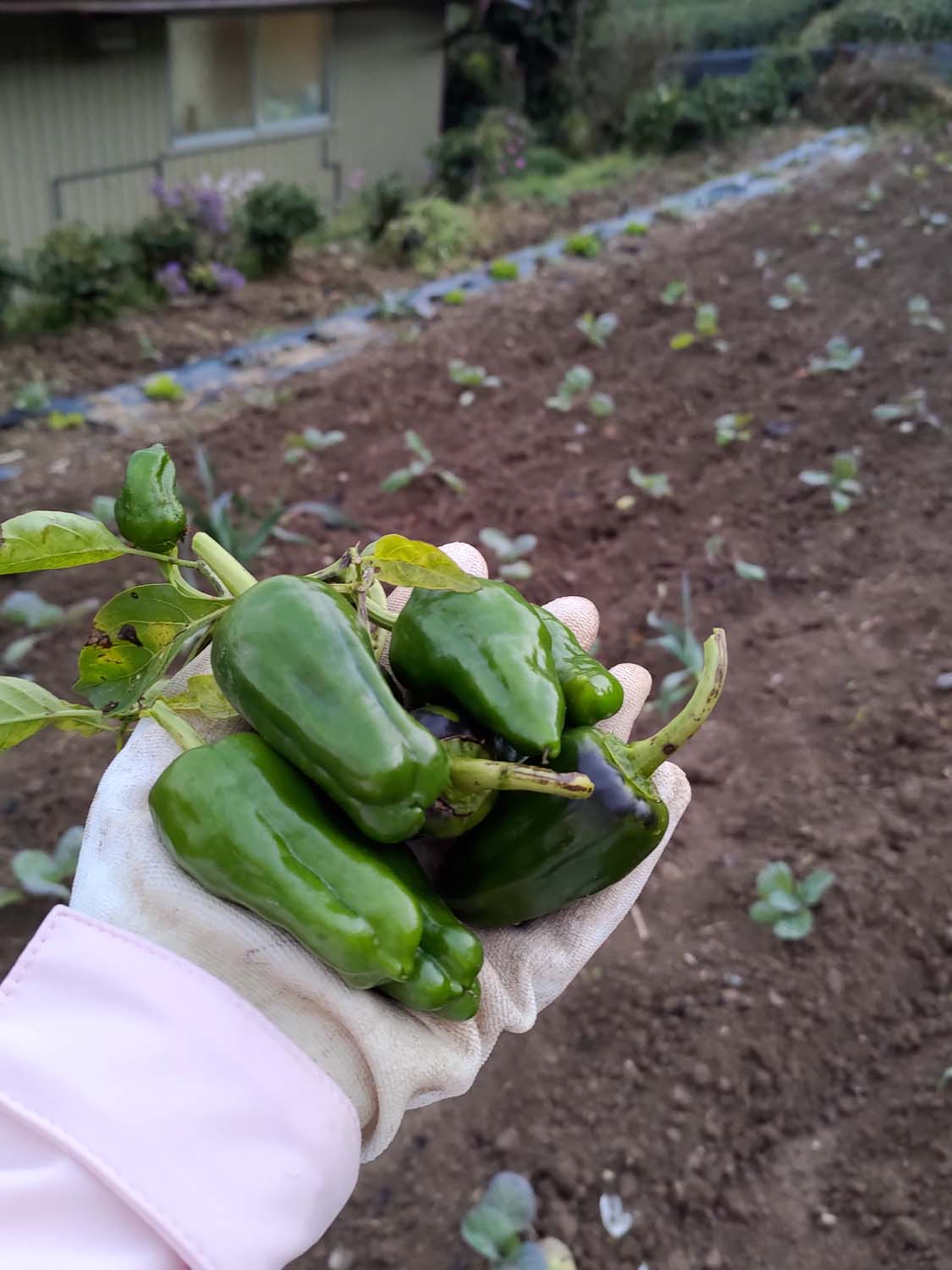 德島美馬農泊｜農家民宿中島 山上秋楓一泊二食 跟著奶奶種花拔菜包水餃 免費接送與預約方法 看板狗狗迎接 四國民宿 德島住宿