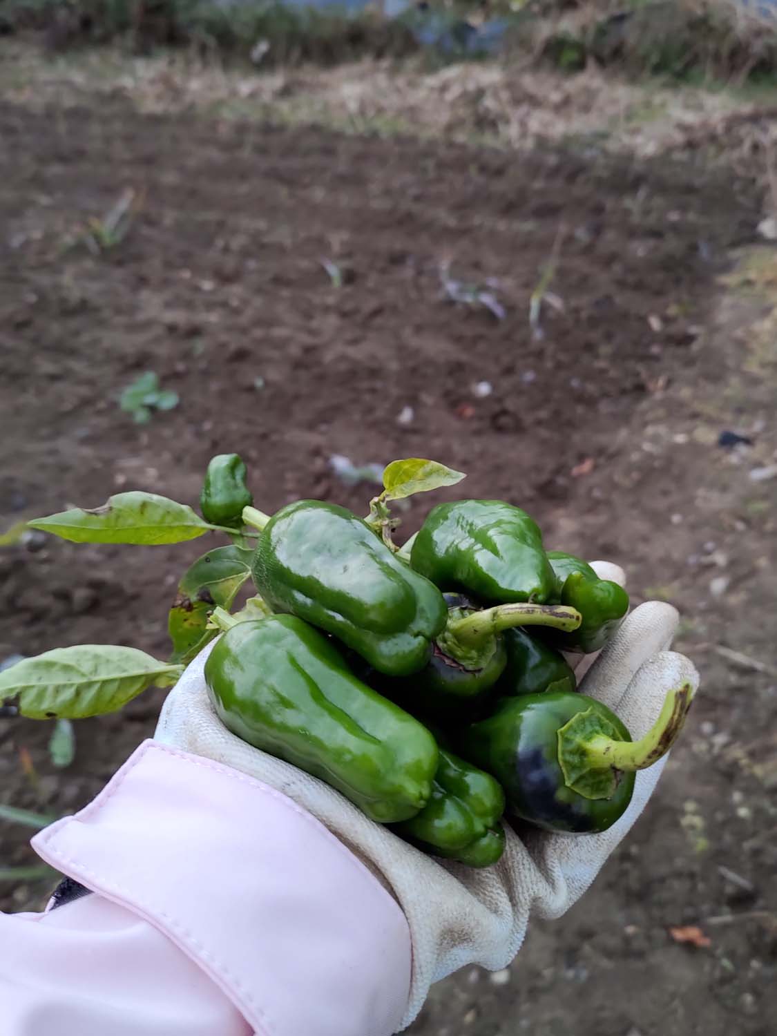 德島美馬農泊｜農家民宿中島 山上秋楓一泊二食 跟著奶奶種花拔菜包水餃 免費接送與預約方法 看板狗狗迎接 四國民宿 德島住宿
