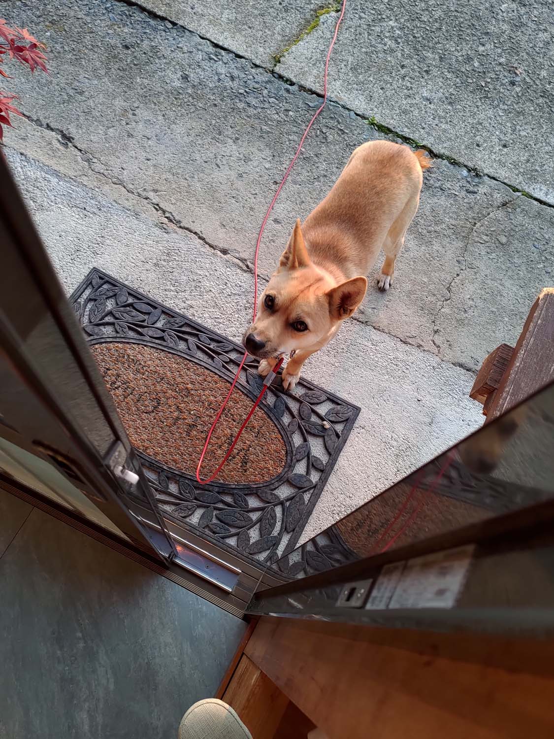 德島美馬農泊｜農家民宿中島 山上秋楓一泊二食 跟著奶奶種花拔菜包水餃 免費接送與預約方法 看板狗狗迎接 四國民宿 德島住宿