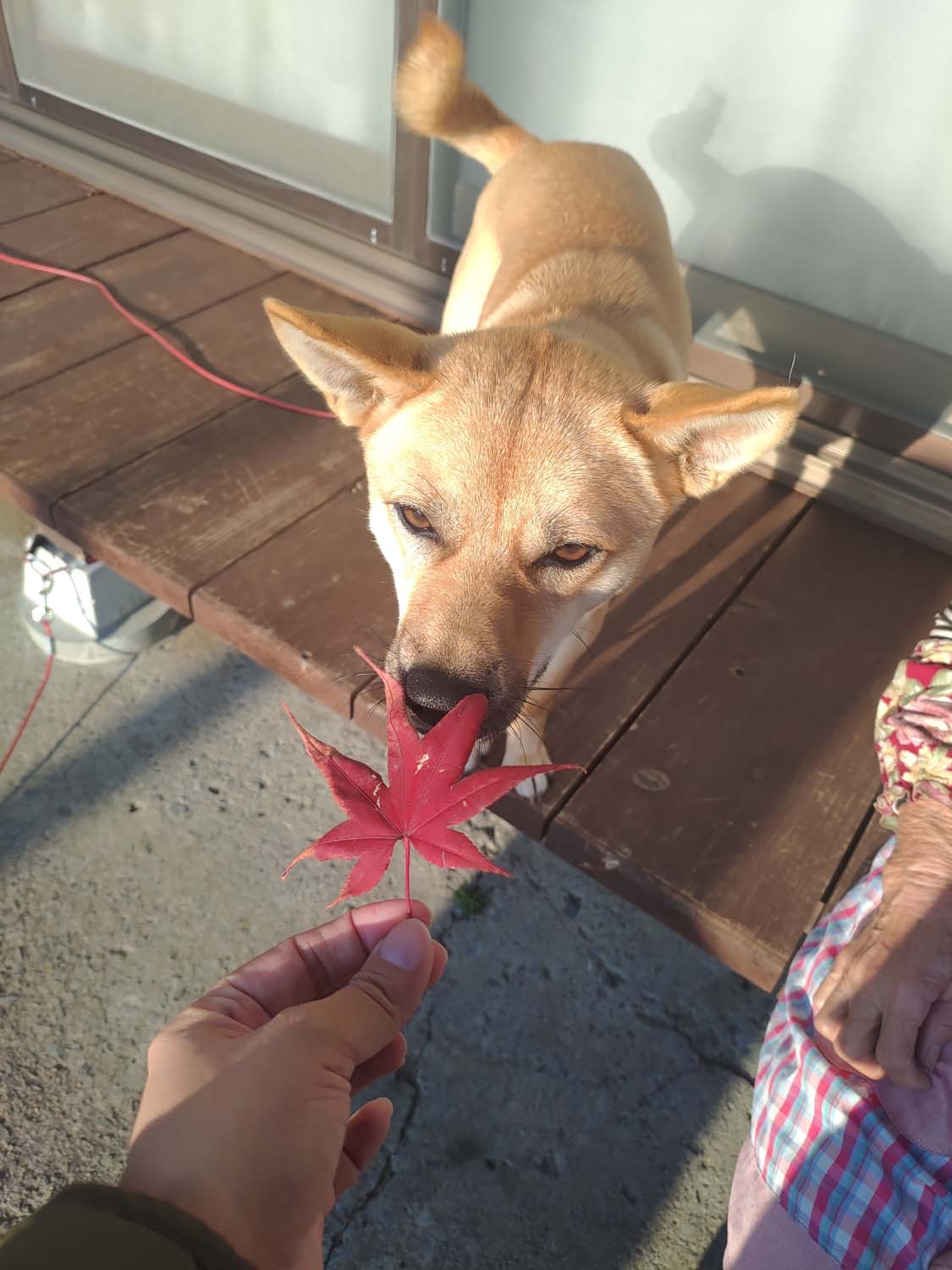 德島美馬農泊｜農家民宿中島 山上秋楓一泊二食 跟著奶奶種花拔菜包水餃 免費接送與預約方法 看板狗狗迎接 四國民宿 德島住宿